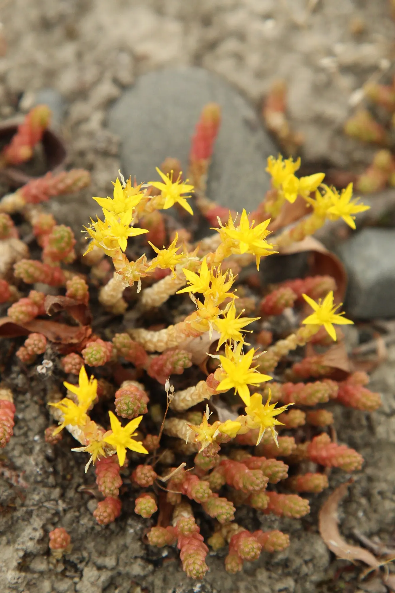 Carl Stonecrop (Sedum 'Carl') — offering a drought-tolerant splash of color