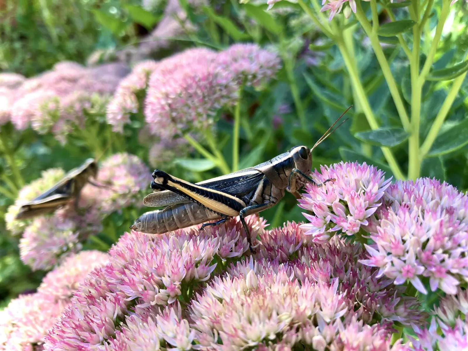 Carl Stonecrop (Sedum 'Carl') — These blossom profusely from late summer to early fall