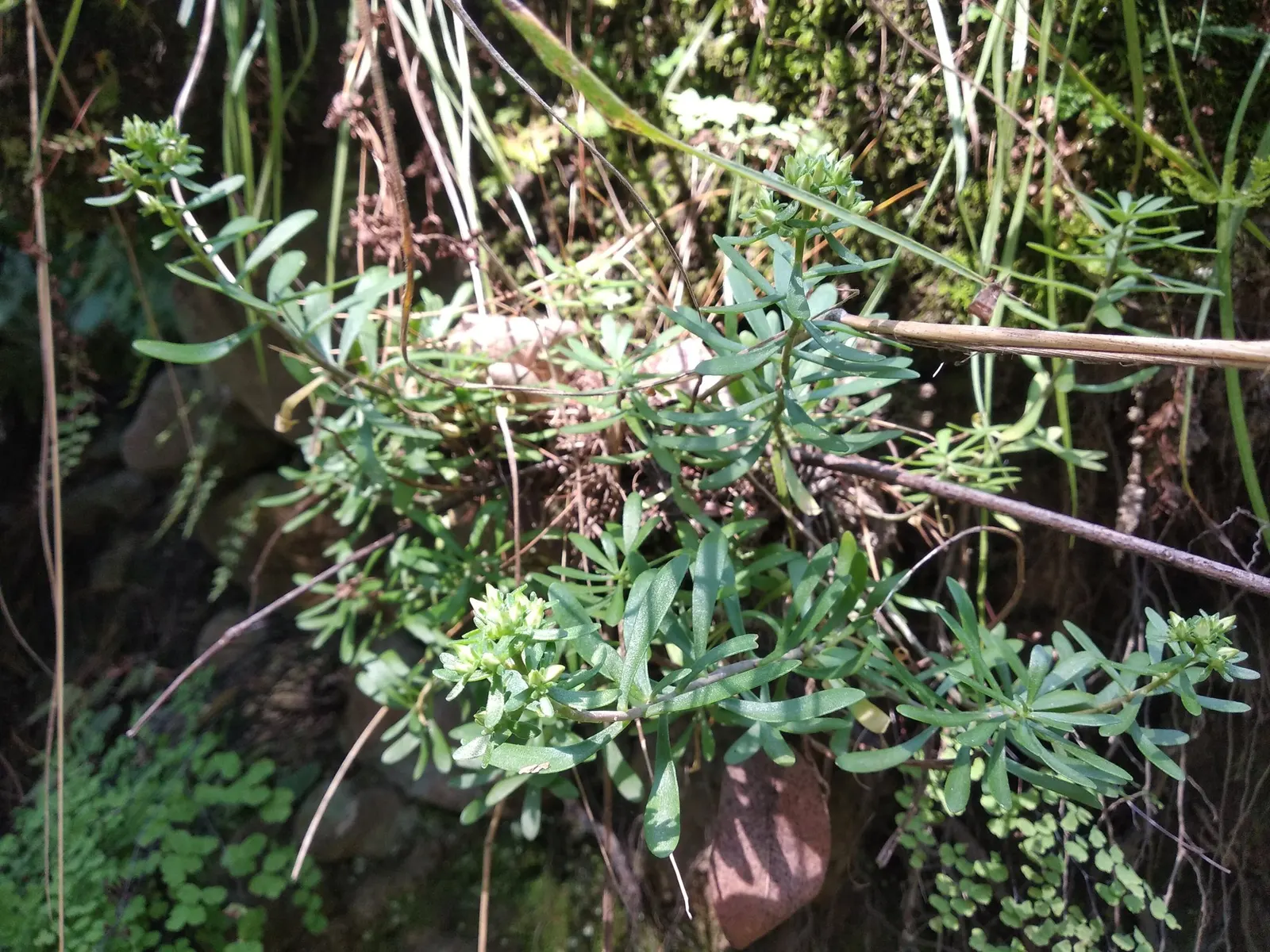 Carl Stonecrop (Sedum 'Carl') — its thick foliage and sturdy stems allow it to thrive in hardiness zones 3 through 9