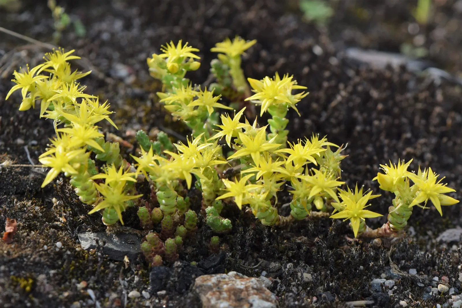 Carl Stonecrop (Sedum 'Carl') — it thrives in full sun and well-drained soils