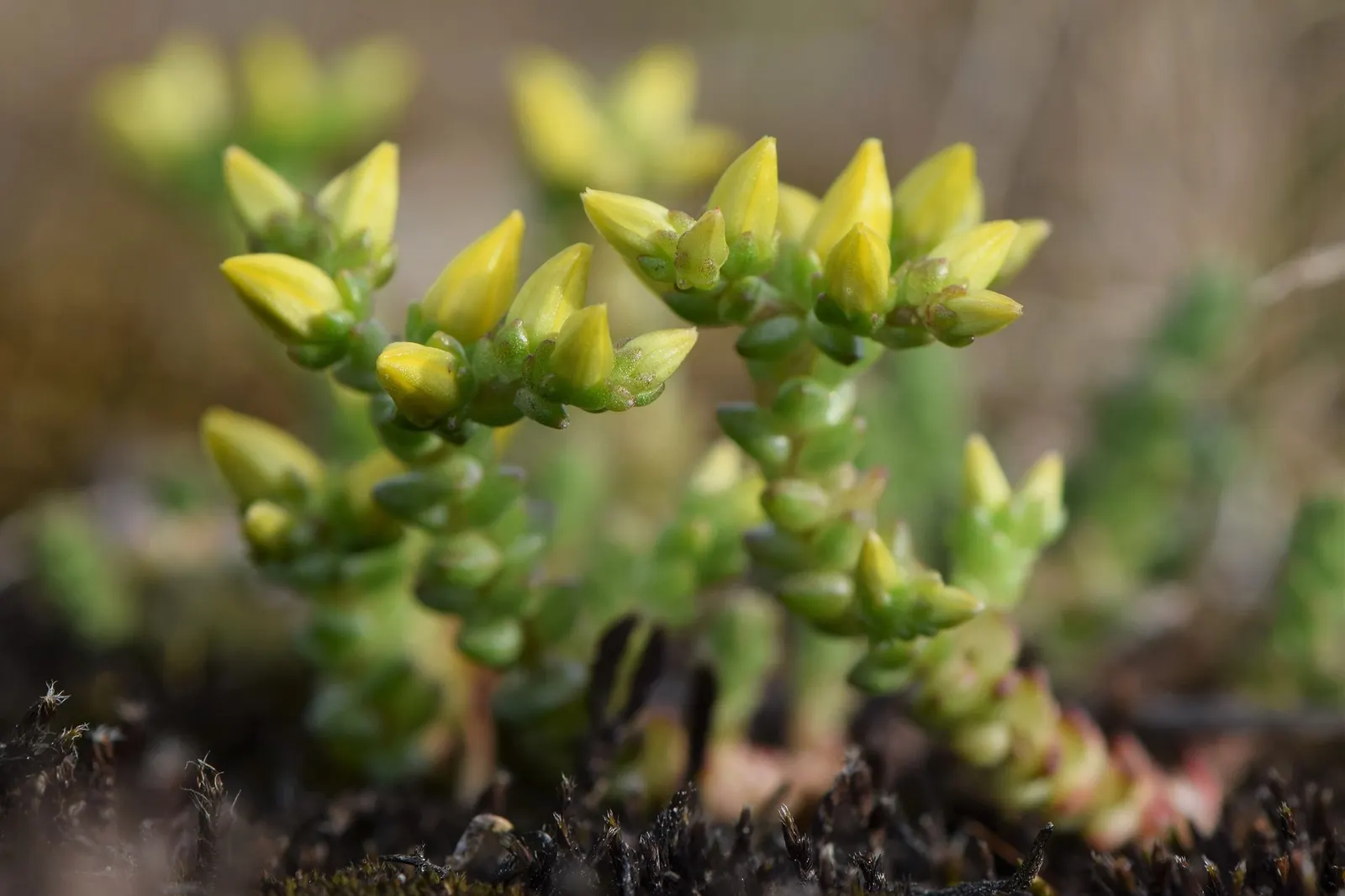 Carl Stonecrop (Sedum 'Carl') — flat clusters of bright pink flowers
