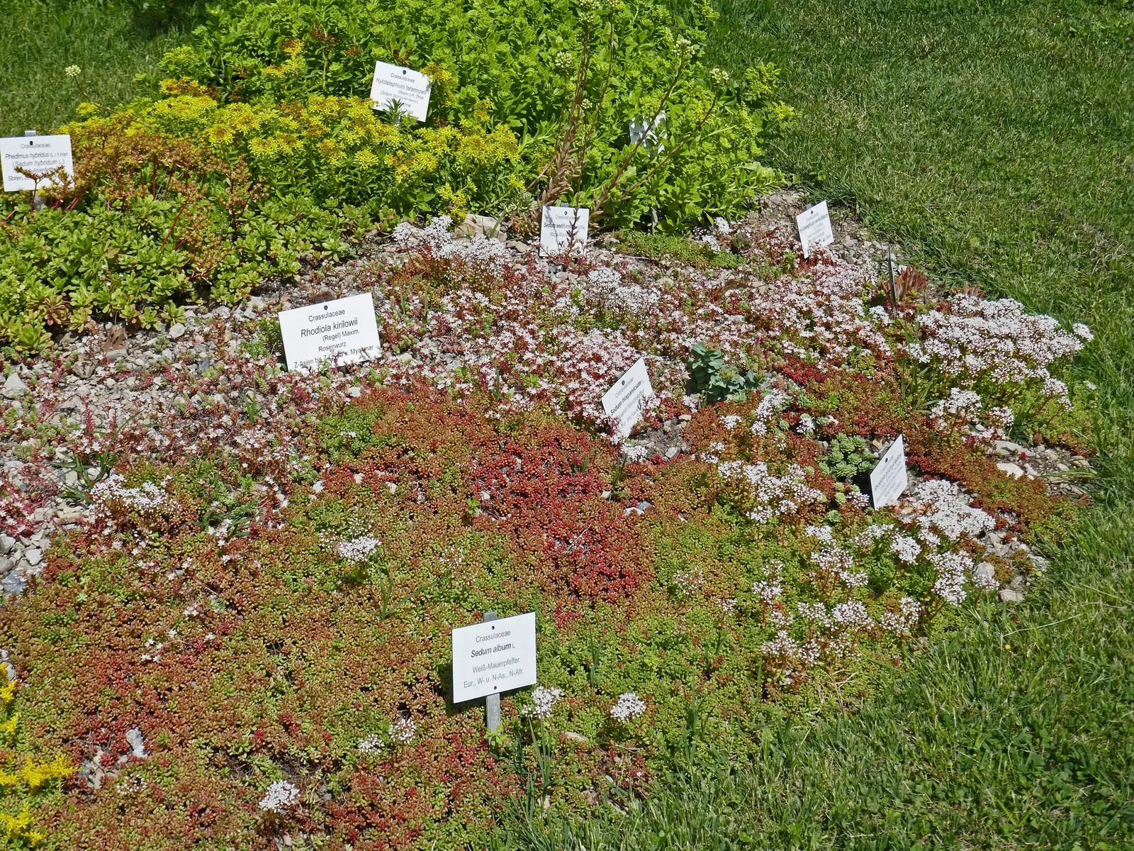 Carl Stonecrop (Sedum 'Carl') — The Beach Party Stonecrop