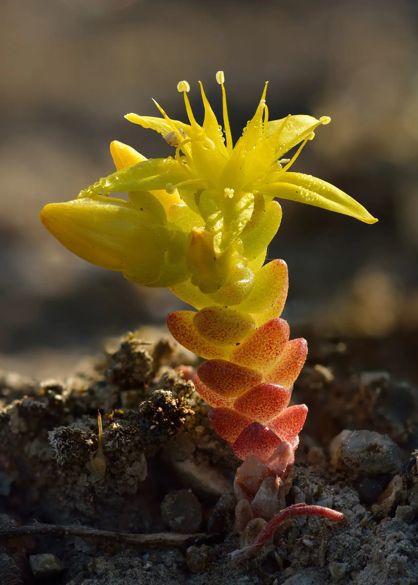 Carl Stonecrop (Sedum 'Carl') — Blooming in late summer to early fall