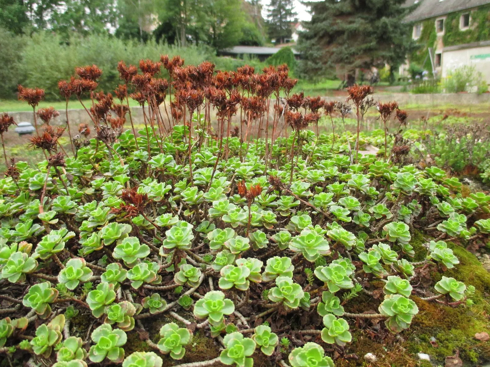 Carl Stonecrop (Sedum 'Carl') — scientifically known as Sedum 'Carl'