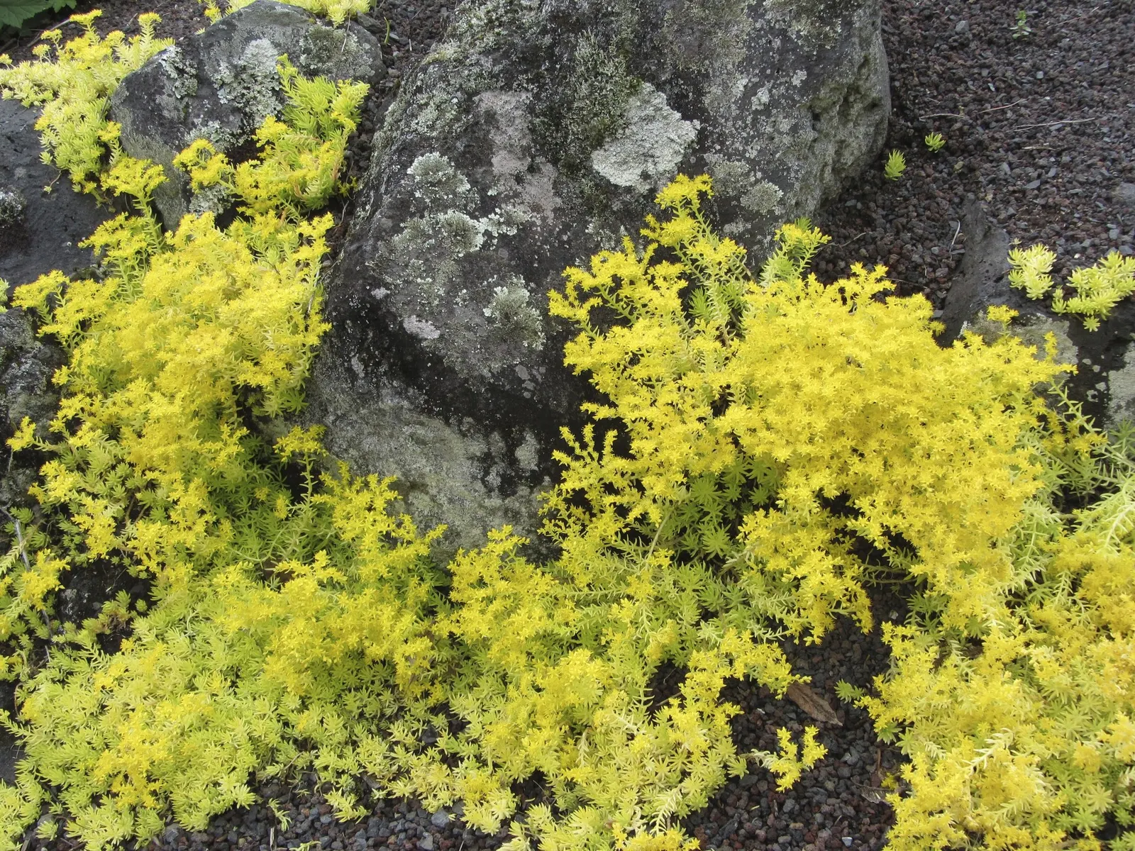 Carl Stonecrop (Sedum 'Carl') — It's drought-tolerant once established