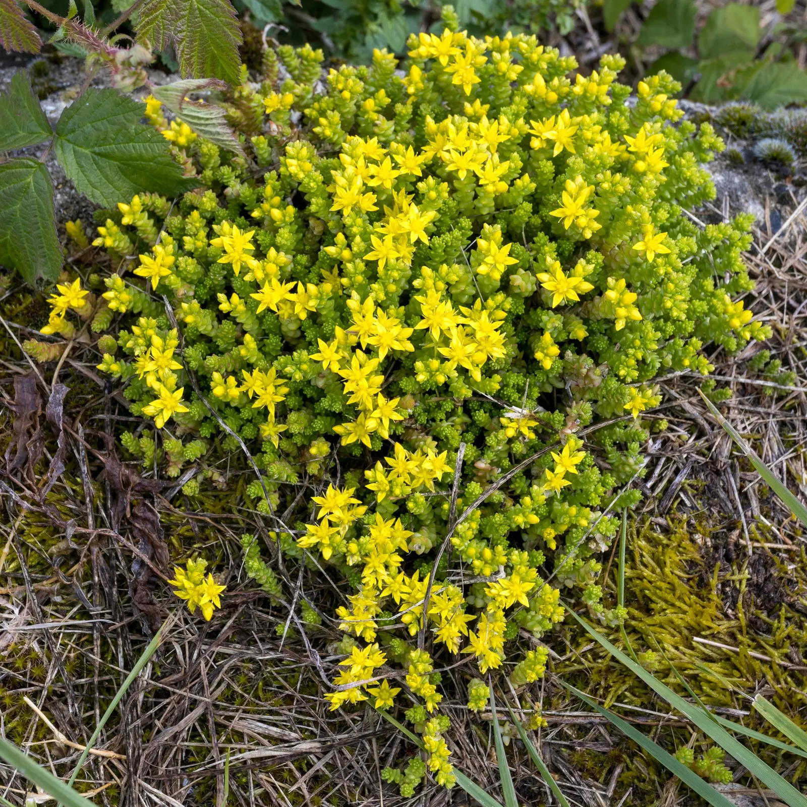 Carl Stonecrop (Sedum 'Carl') — A favorite among gardeners for its easy care and vibrant presence