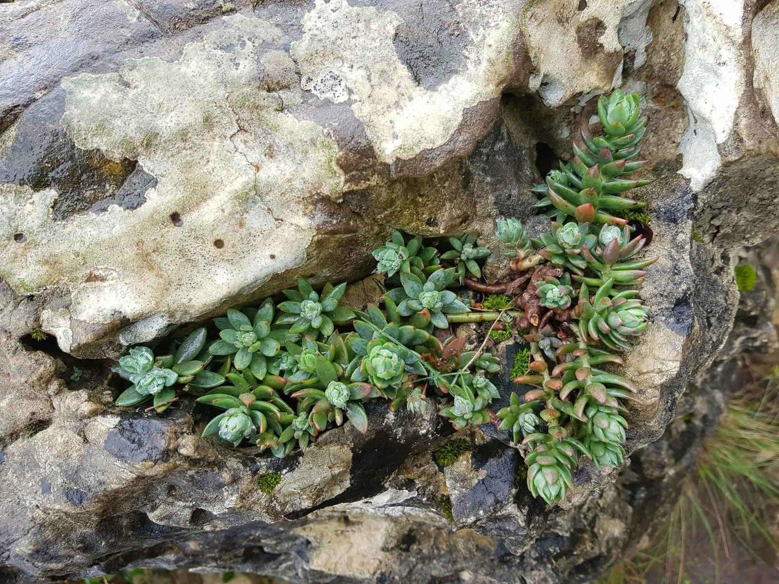 Carl Stonecrop (Sedum 'Carl') — creating a dynamic contrast against its dark green