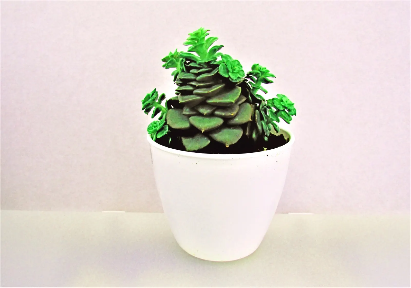 Carl Stonecrop (Sedum 'Carl') — enduring temperatures as low as -40 degrees Fahrenheit.<br><br>For optimal growth