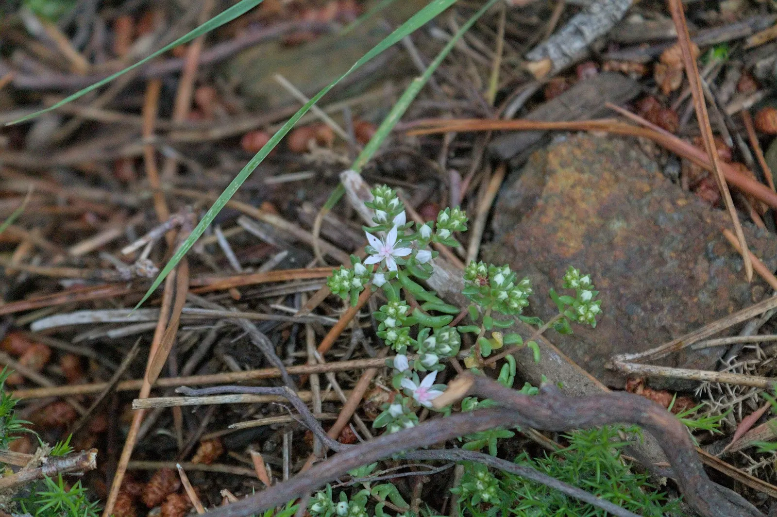 Carl Stonecrop (Sedum 'Carl') — which can span up to 6 inches across