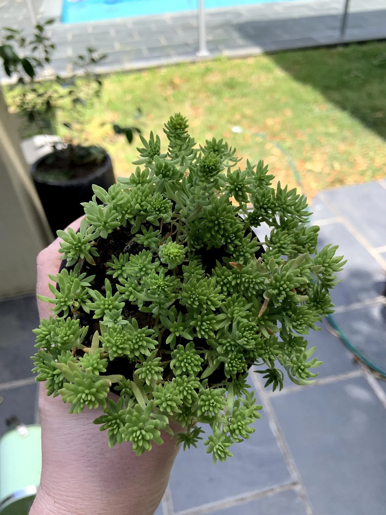Carl Stonecrop (Sedum 'Carl') — succulent leaves.<br><br>With a mature height of approximately 18 inches and a spread of up to 24 inches