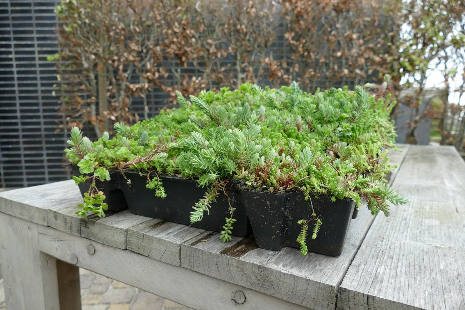 Carl Stonecrop (Sedum 'Carl') — purple-tinged stems and gray-green foliage