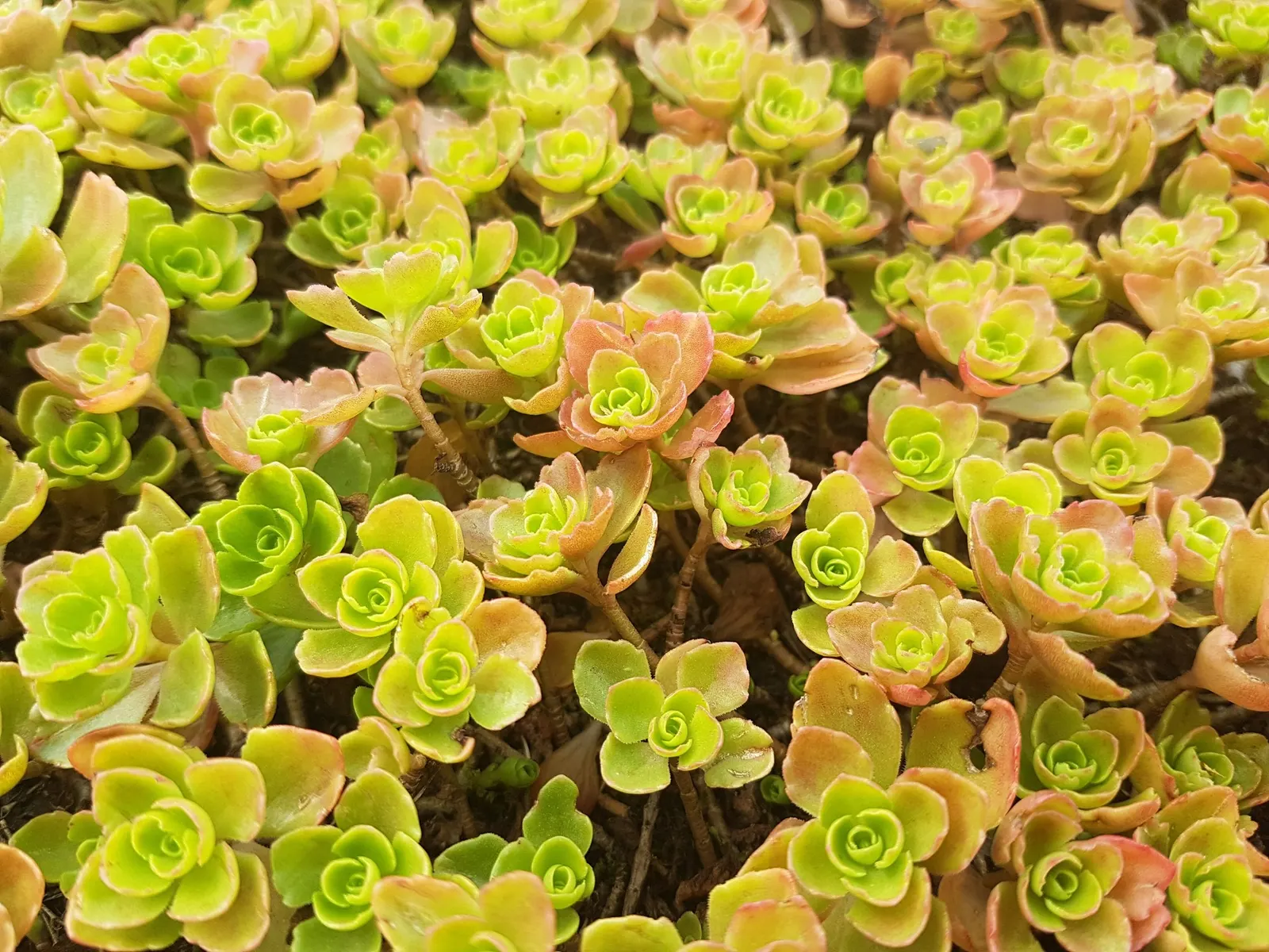 Carl Stonecrop (Sedum 'Carl') — Sedum 'Carl' is perfect for mass plantings