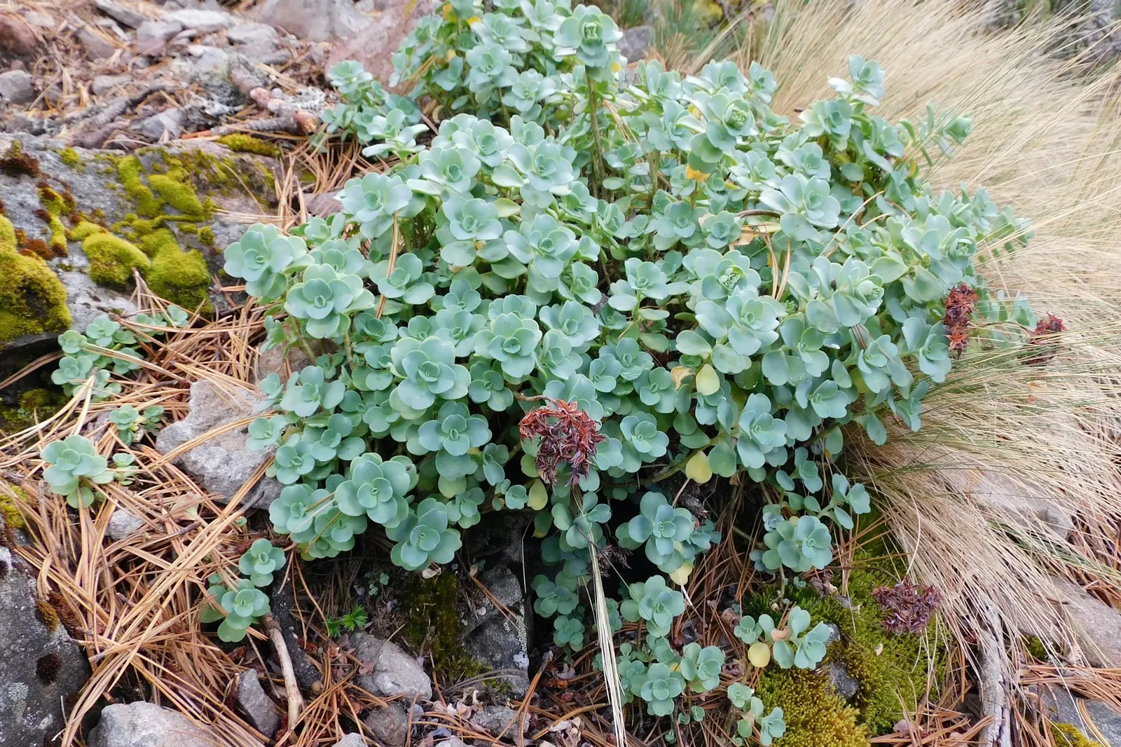 Carl Stonecrop (Sedum 'Carl') — Sedum 'Carl' requires full sun but can tolerate light shade
