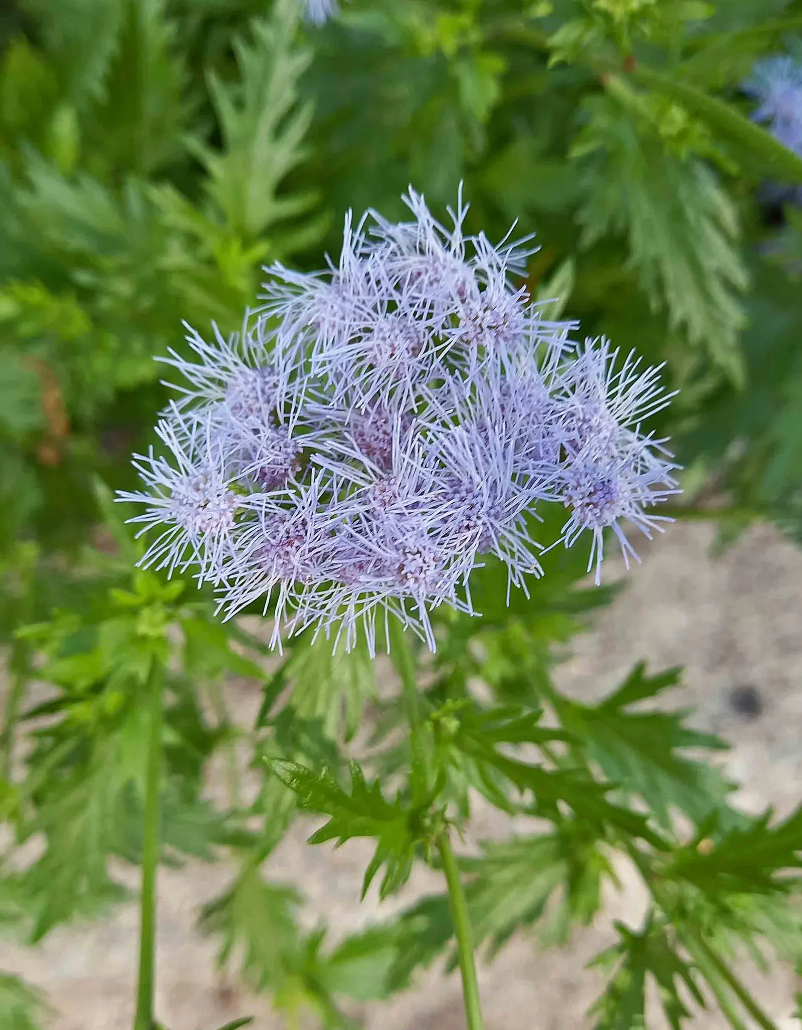 Gregg's Mist Flower (Conoclinium Greggii) — commonly referred to as Gregg's Mist Flower or Blue Mistflower