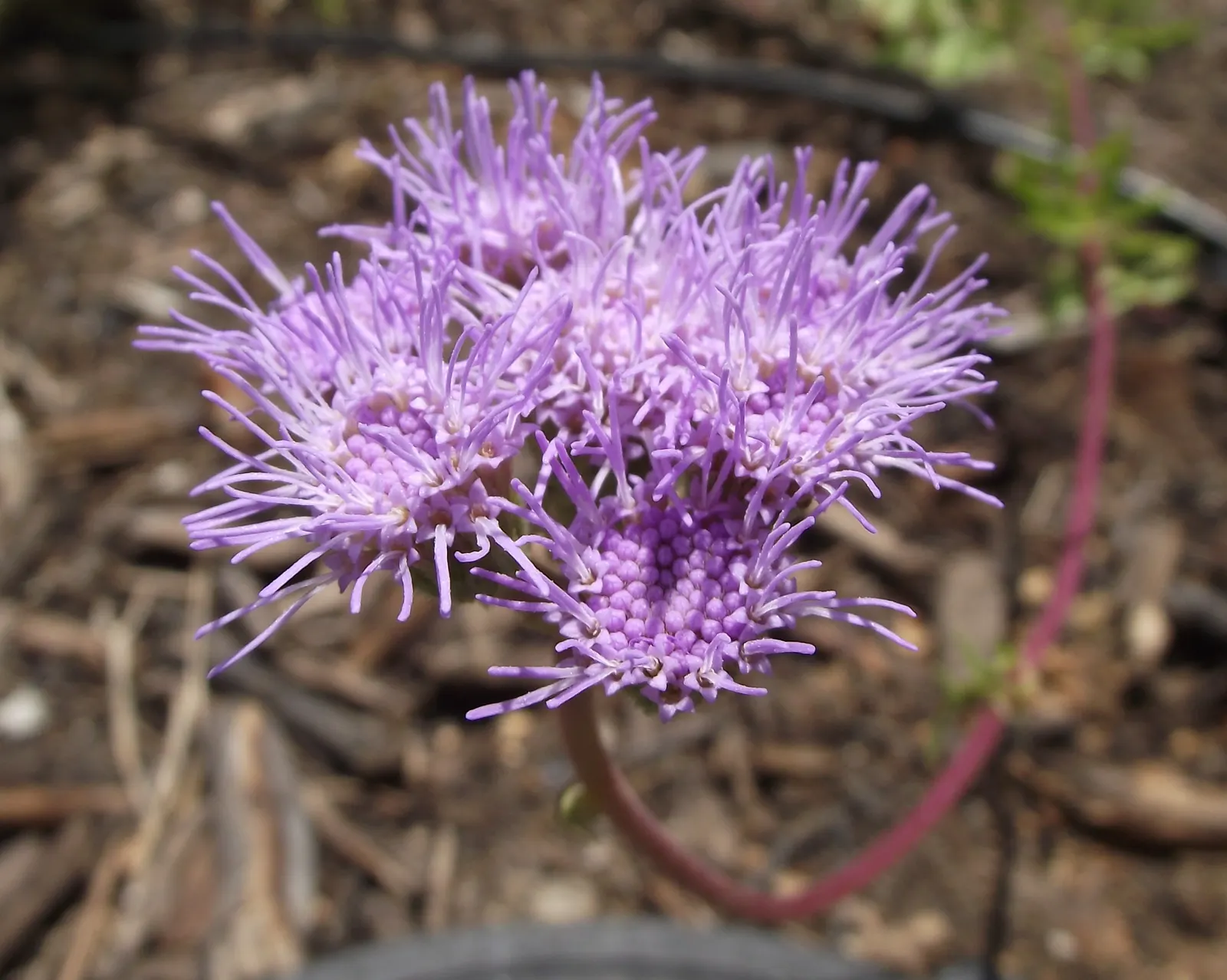Gregg's Mist Flower (Conoclinium Greggii) — Blooms from late summer to frost, drawing butterflies