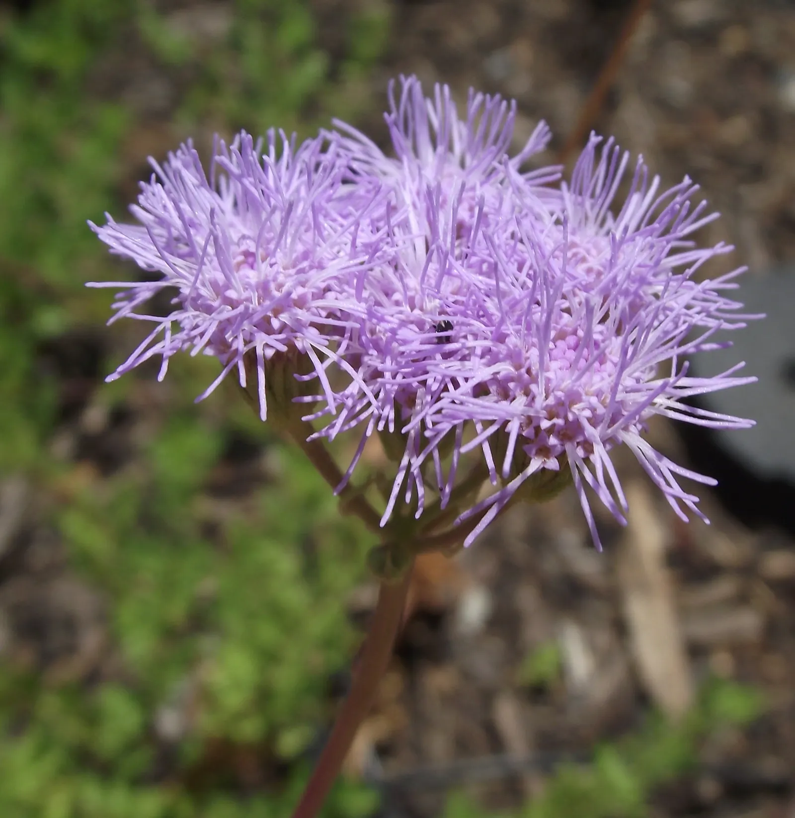 Gregg's Mist Flower (Conoclinium Greggii) — Effective in borders, butterfly gardens, or as a ground cover