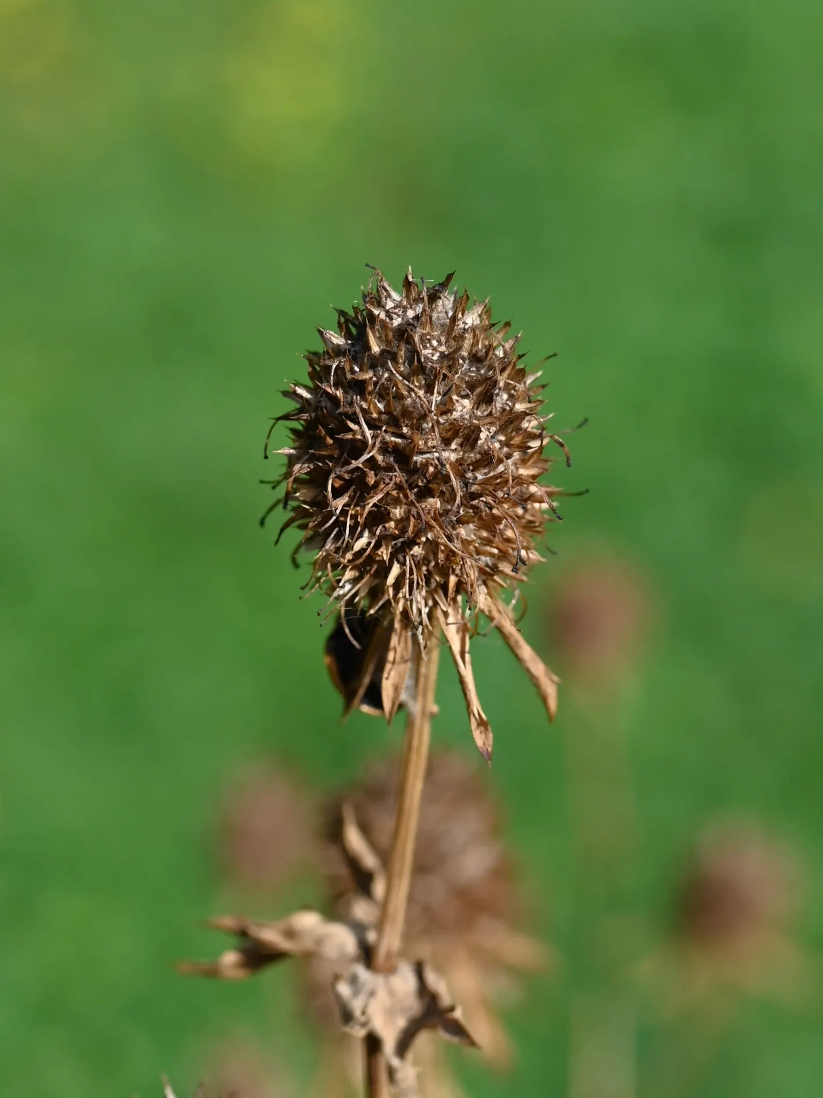 Blue Or False Sea Holly (Eryngium Planum) — Its texture and color add distinct contrast to any garden composition; this hardy plant is characterized by its