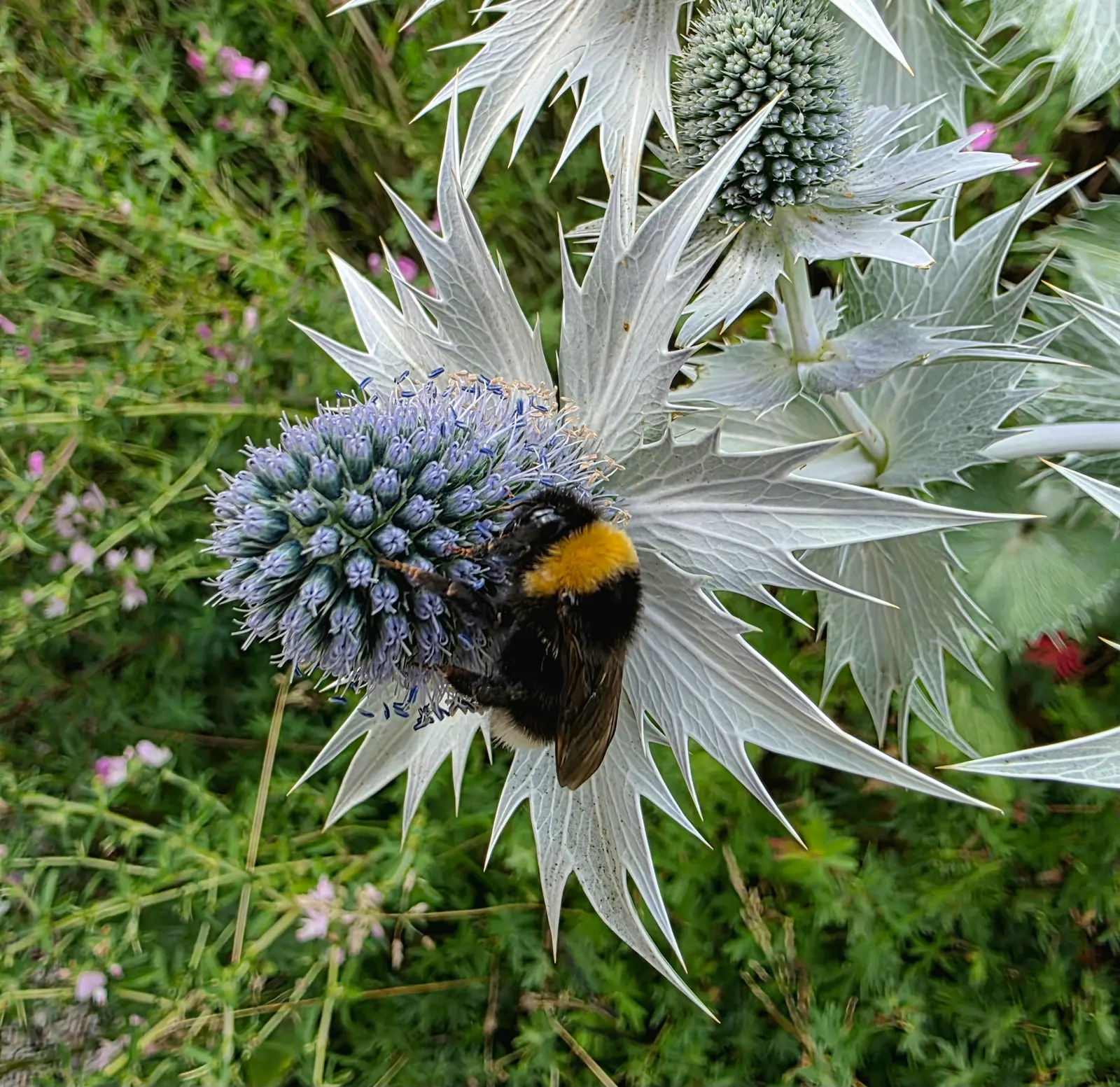 Blue Or False Sea Holly (Eryngium Planum) — It prefers full sun exposure and flourishes in well-drained soil; intense blue to violet flowers, image 60