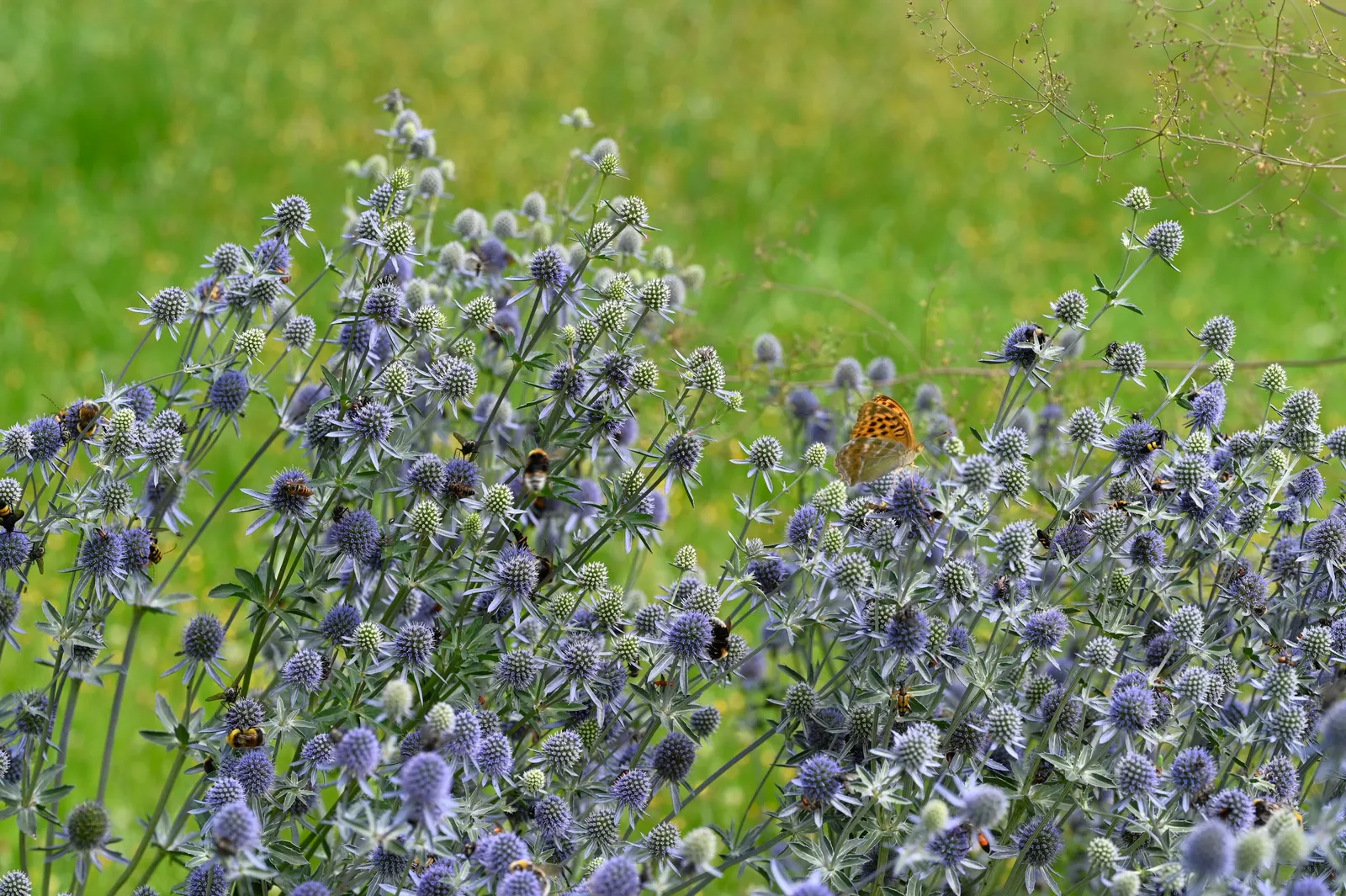 Blue Or False Sea Holly (Eryngium Planum) — and its nectar-rich flowers attract a plethora of pollinators; or as a striking focal point