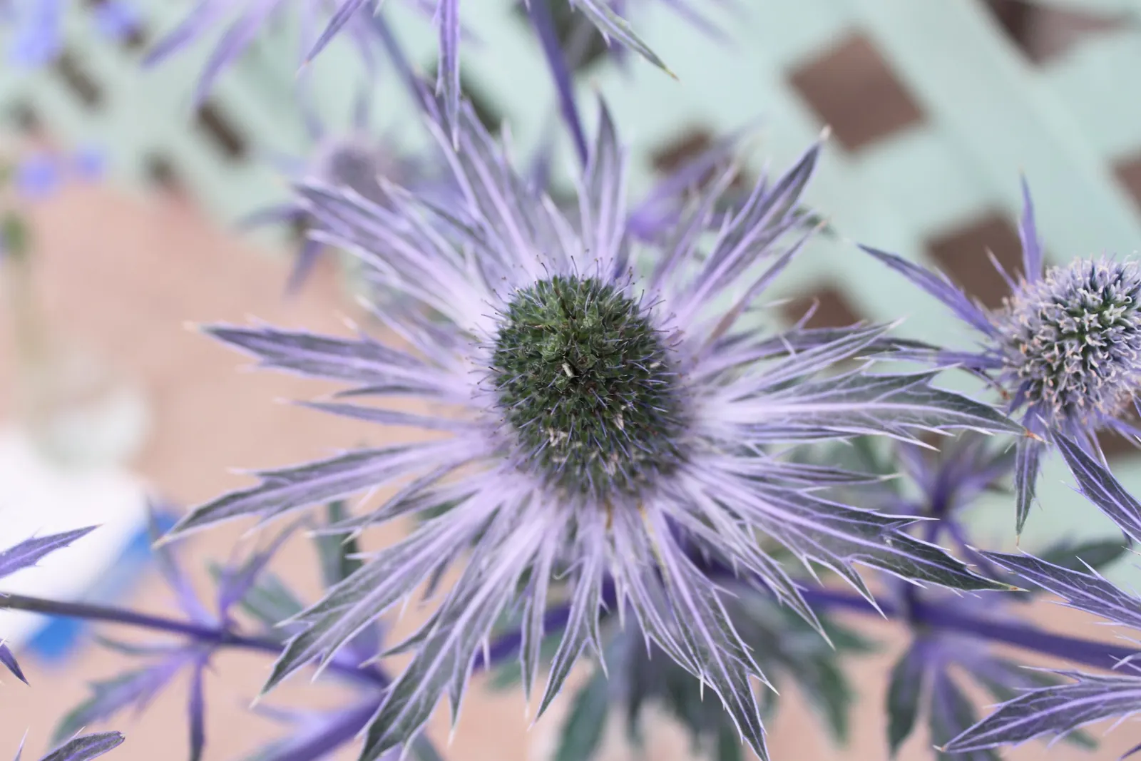 Blue Or False Sea Holly (Eryngium Planum) — so selecting the right location initially is important.<br><br>Blooming occurs from early to late summer, image 64