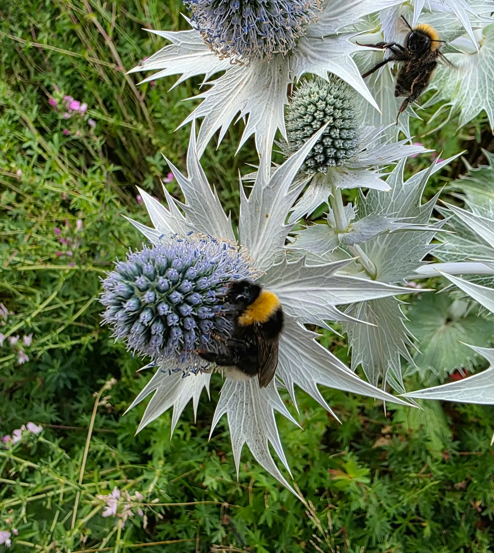 Blue Or False Sea Holly (Eryngium Planum) — producing thistle-like blooms from mid to late summer; eryngium planum, commonly known as Blue Sea, image 52