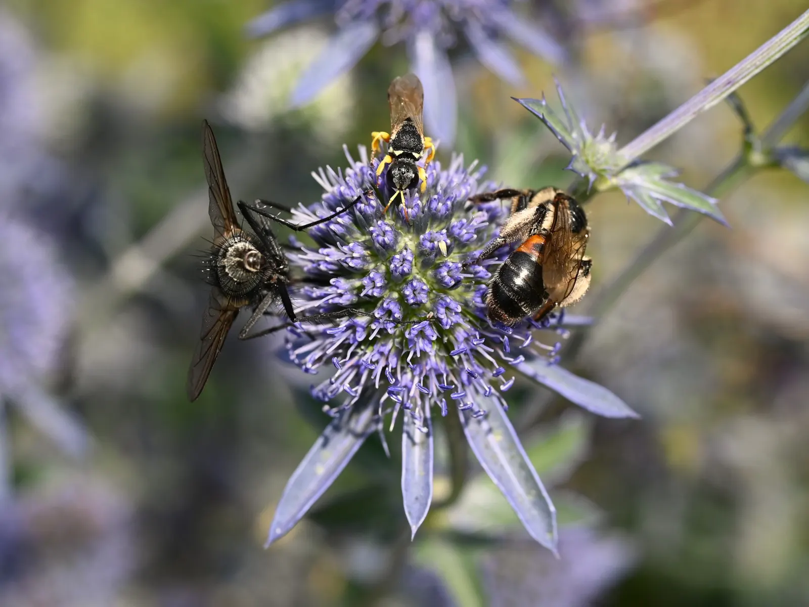 Blue Or False Sea Holly (Eryngium Planum) — Eryngium planum, commonly known as Blue Sea Holly, is a striking perennial bearing a unique metallic, image 25