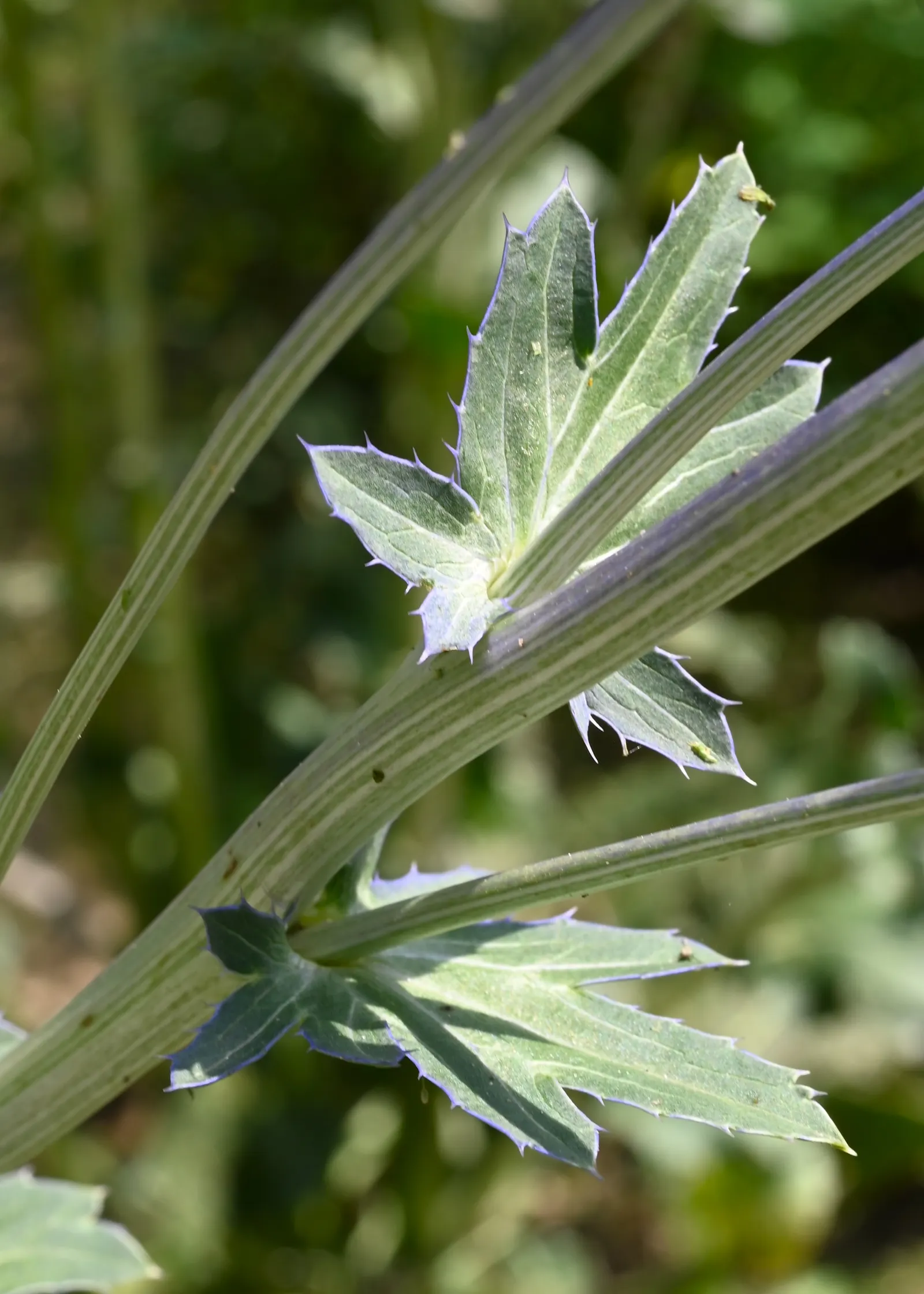 Blue Or False Sea Holly (Eryngium Planum) — is a striking perennial that offers a unique texture and color to any landscape design; blue flowers in the garden