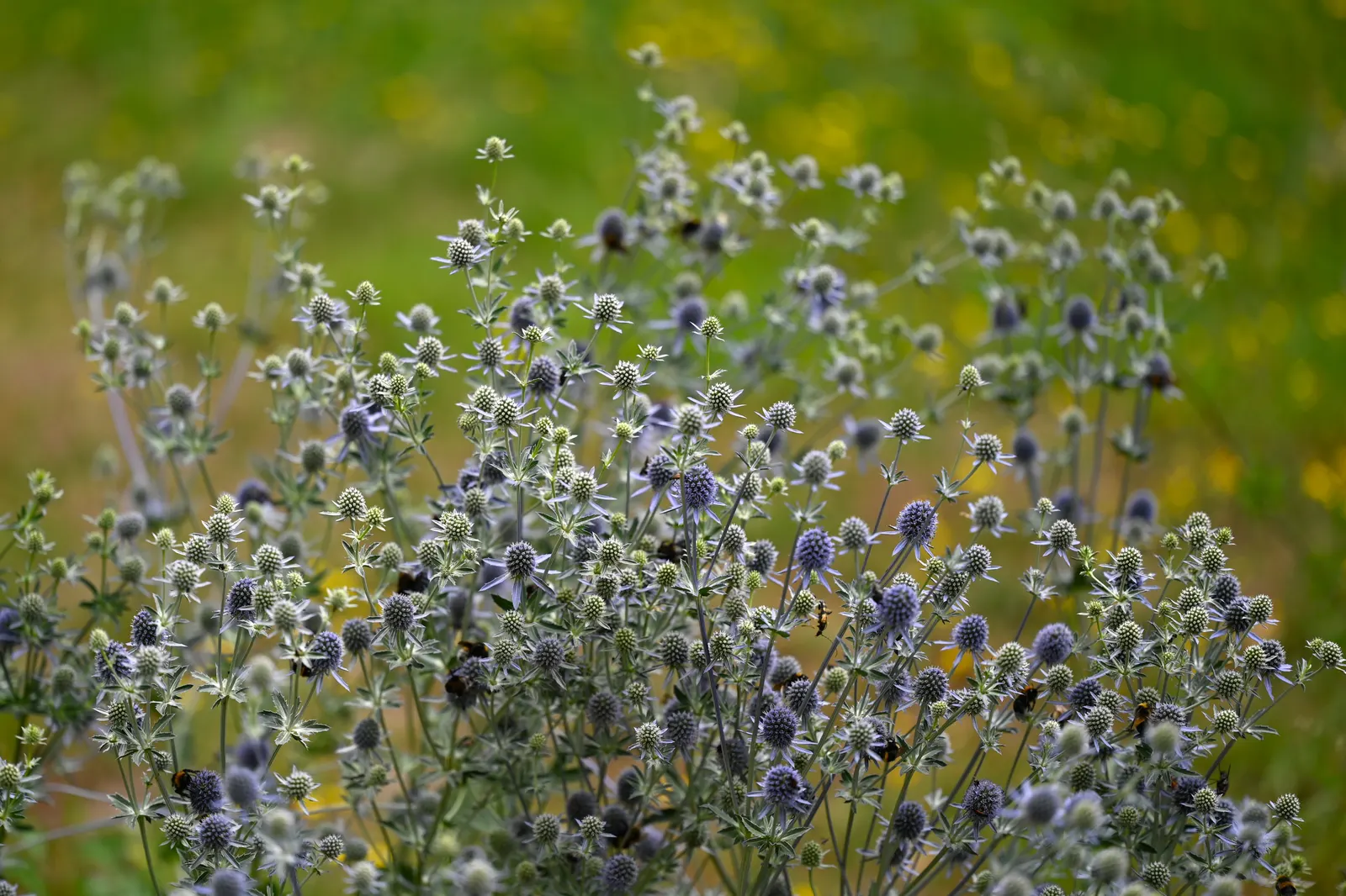 Blue Or False Sea Holly (Eryngium Planum) — Its texture and color add distinct contrast to any garden composition; this hardy plant is, image 53
