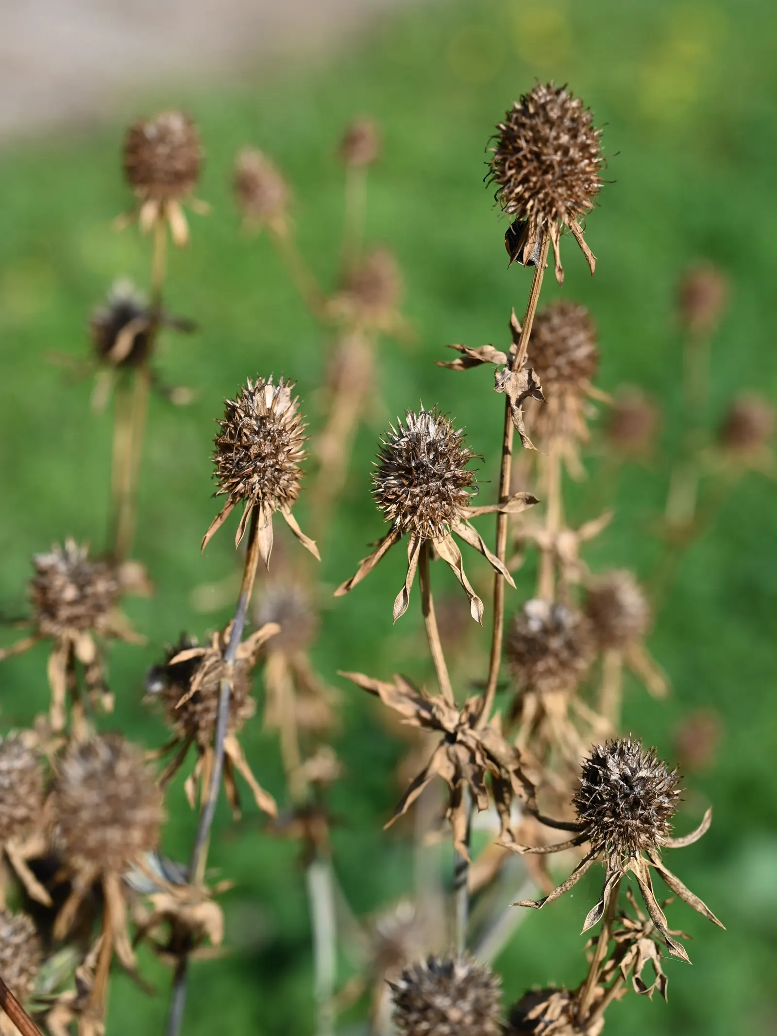 Blue Or False Sea Holly (Eryngium Planum) — Ideal for zones 4-9, it reaches 2 to 3 feet in height and spans 1 to 1.5 feet wide; thriving in USDA Hardiness
