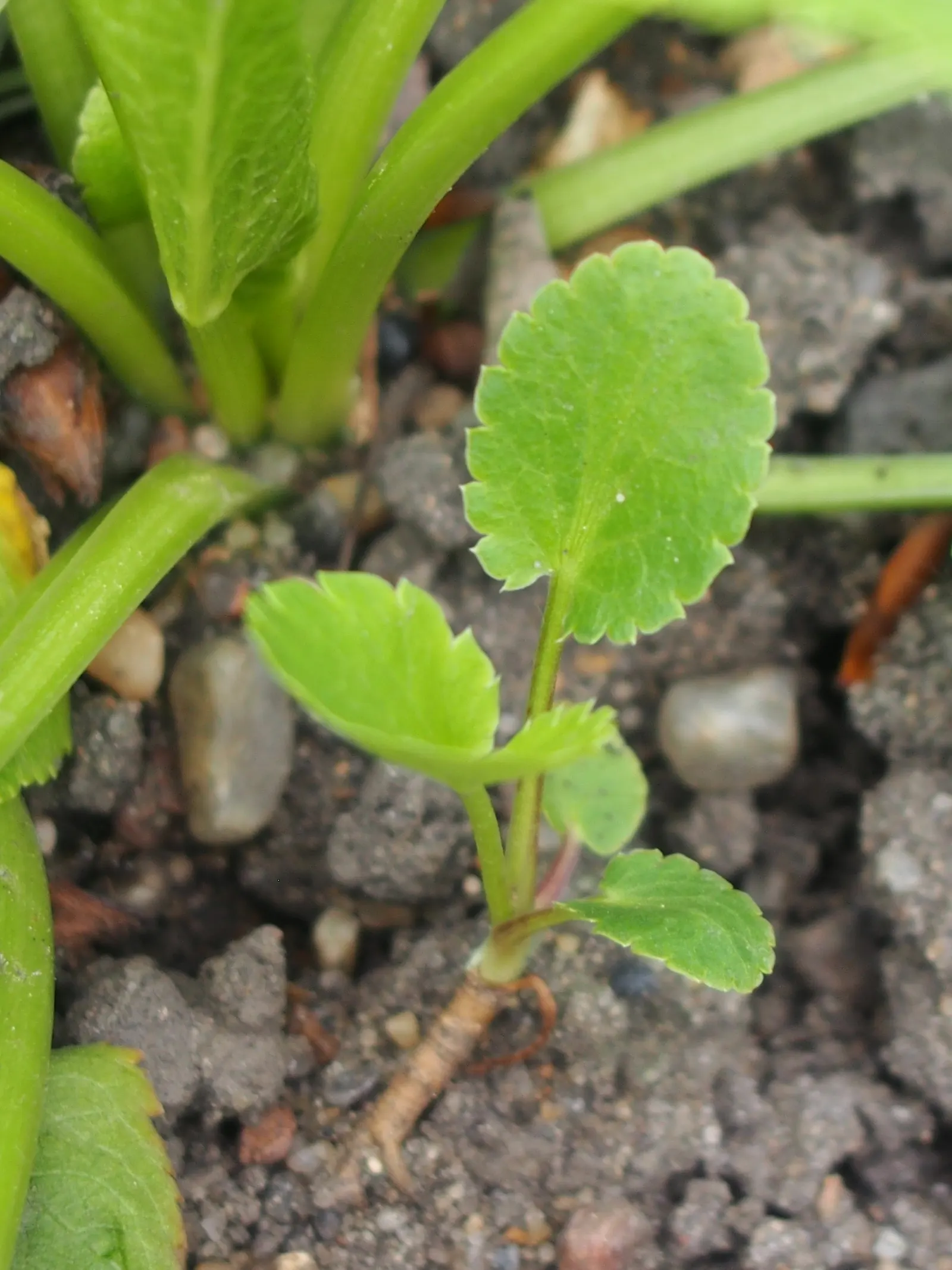 Blue Or False Sea Holly (Eryngium Planum) — tolerating drought conditions once established; so selecting the right location initially is, image 61