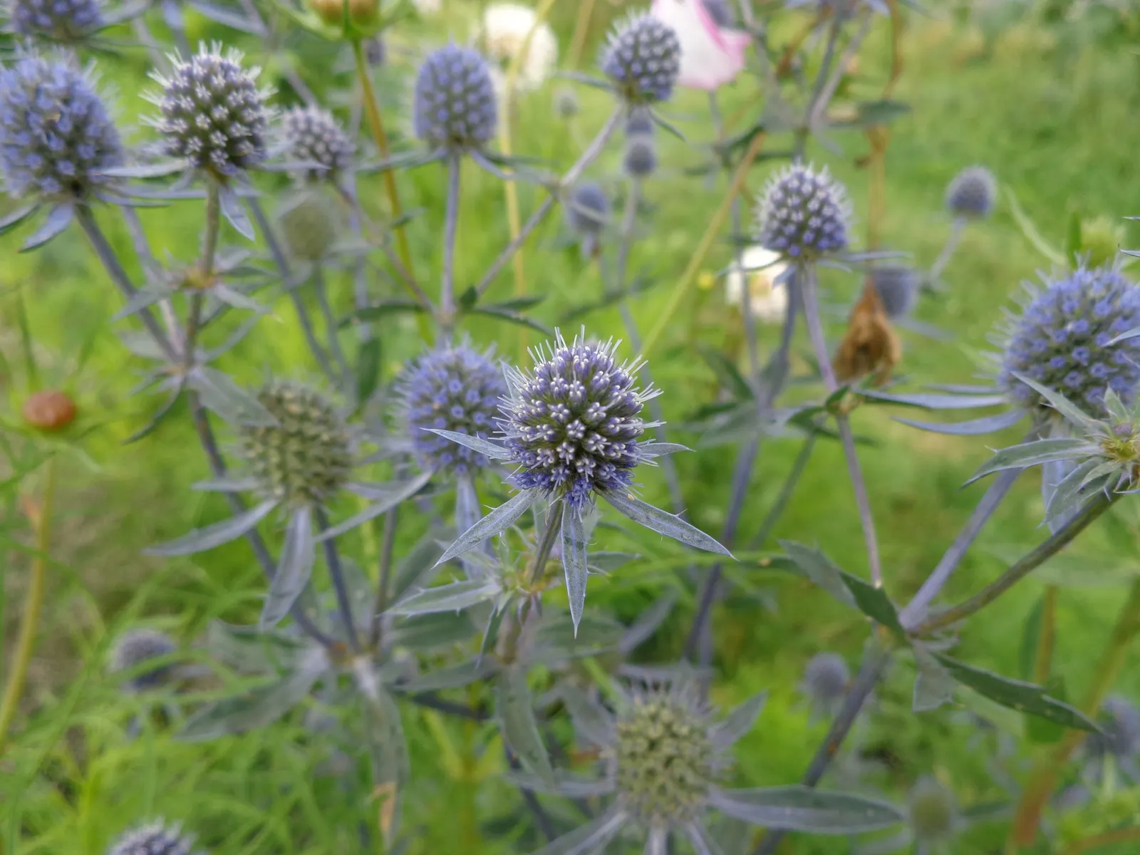 Blue Or False Sea Holly (Eryngium Planum) — making it a suitable candidate for xeriscaping; perennial with blue blooms, image 62
