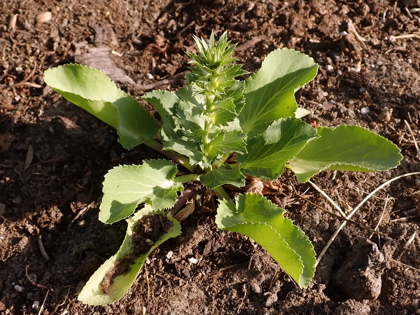 Blue Or False Sea Holly (Eryngium Planum) — Ideal for zones 4-9, it reaches 2 to 3 feet in height and spans 1 to 1.5 feet wide