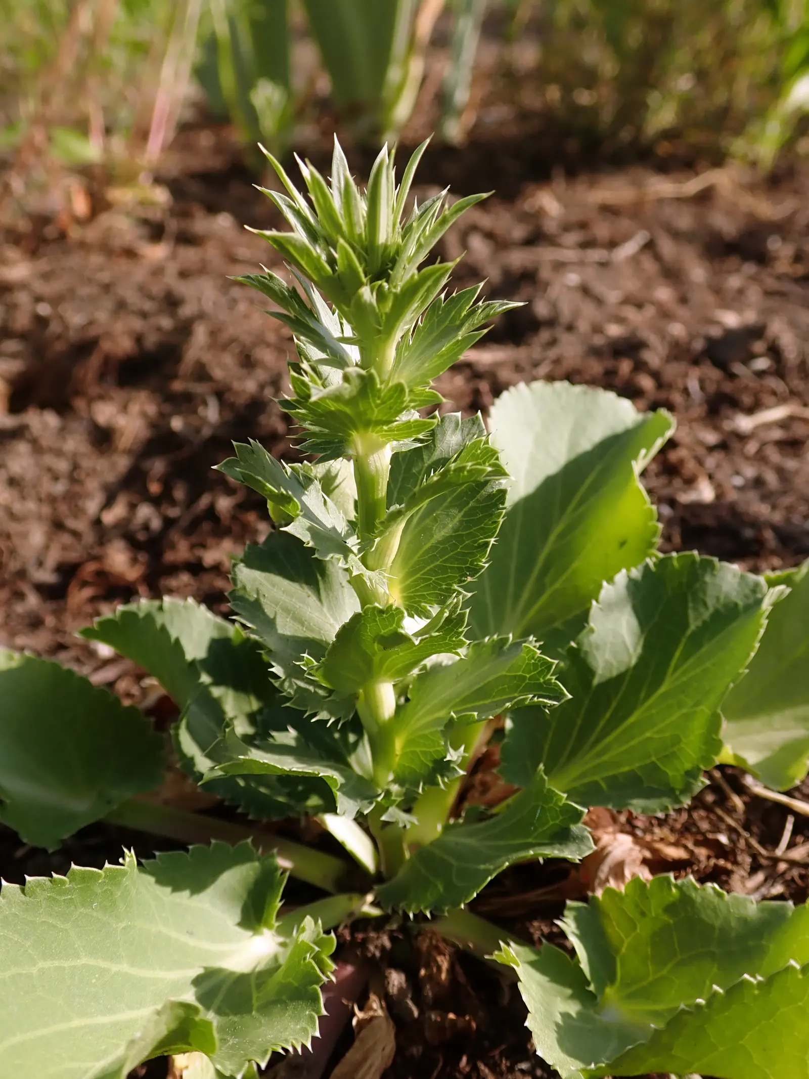 Blue Or False Sea Holly (Eryngium Planum) — intense blue to violet flowers; it prefers full sun exposure and flourishes in well-drained soil, image 57