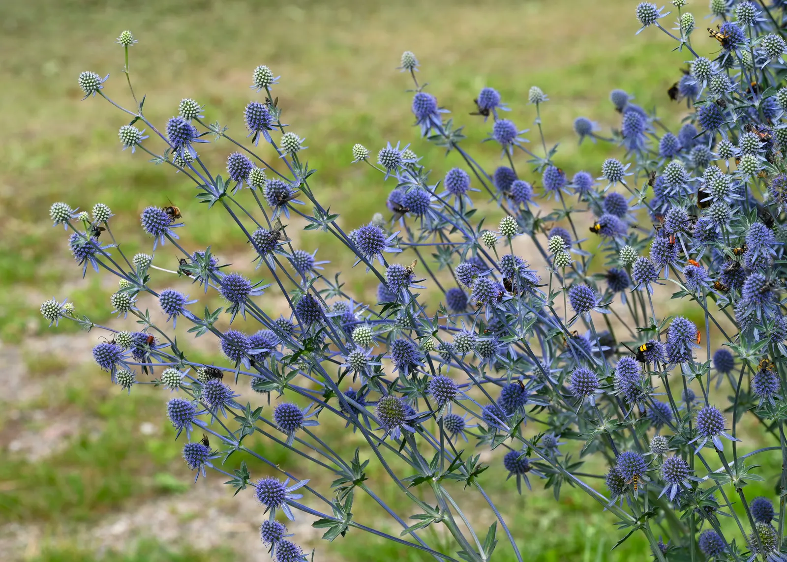 Blue Or False Sea Holly (Eryngium Planum) — intense blue to violet flowers; it prefers full sun exposure and flourishes in well-drained soil