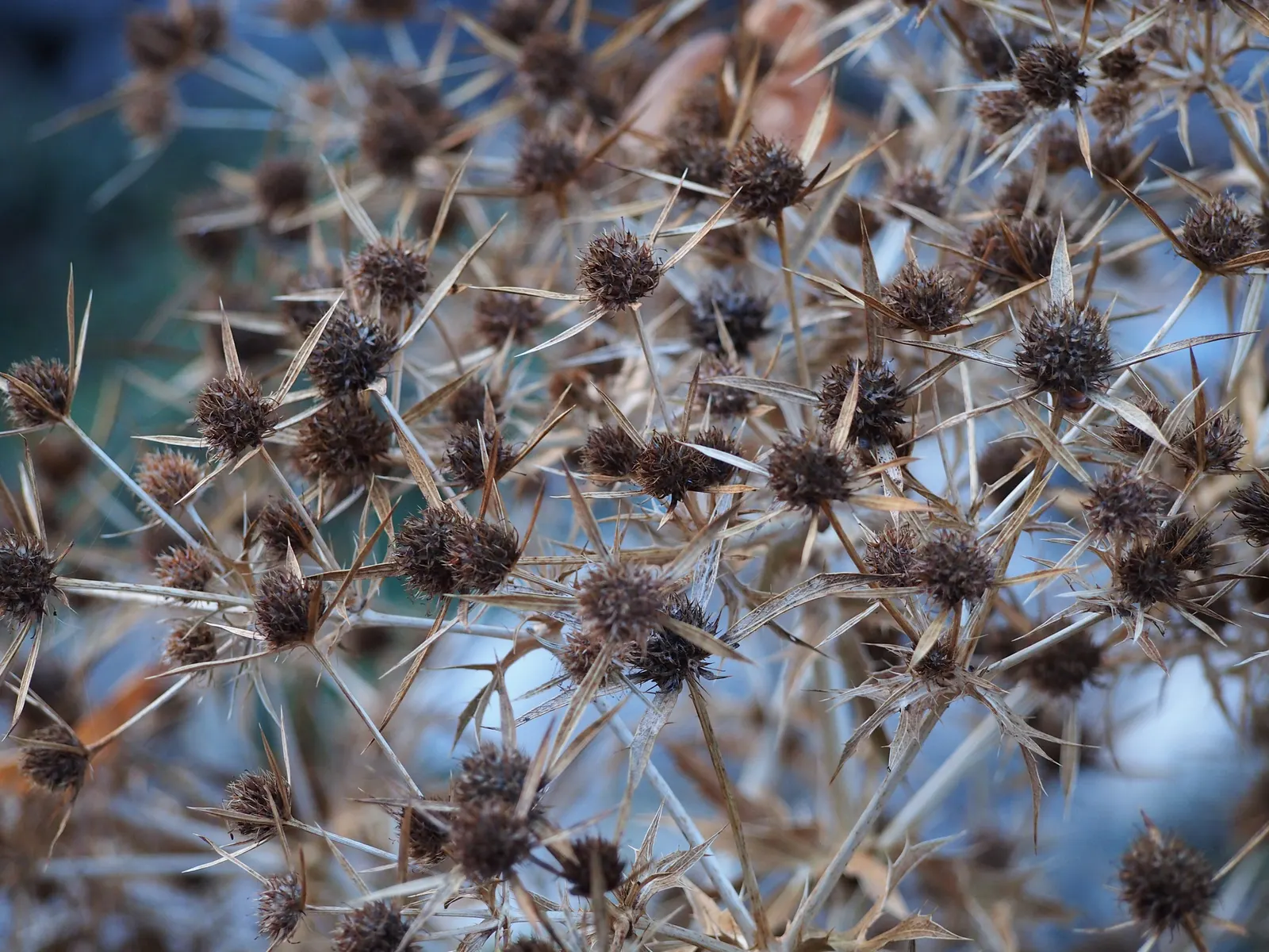 Blue Or False Sea Holly (Eryngium Planum) — This drought-tolerant plant thrives in full sun and well-drained soil; including bees and butterflies, image 51