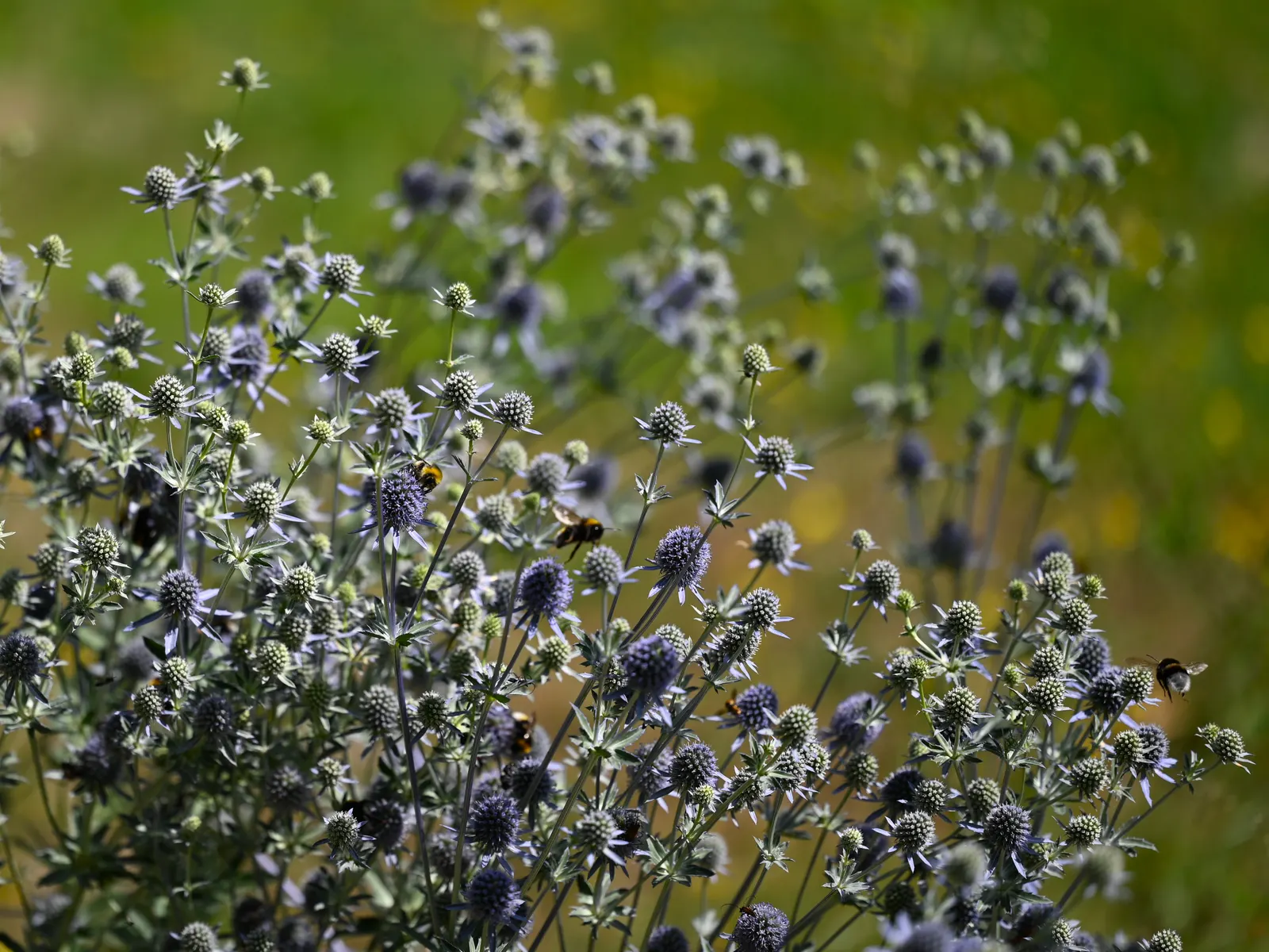 Blue Or False Sea Holly (Eryngium Planum) — Eryngium planum offers architectural interest and a metallic shimmer; perennial for full