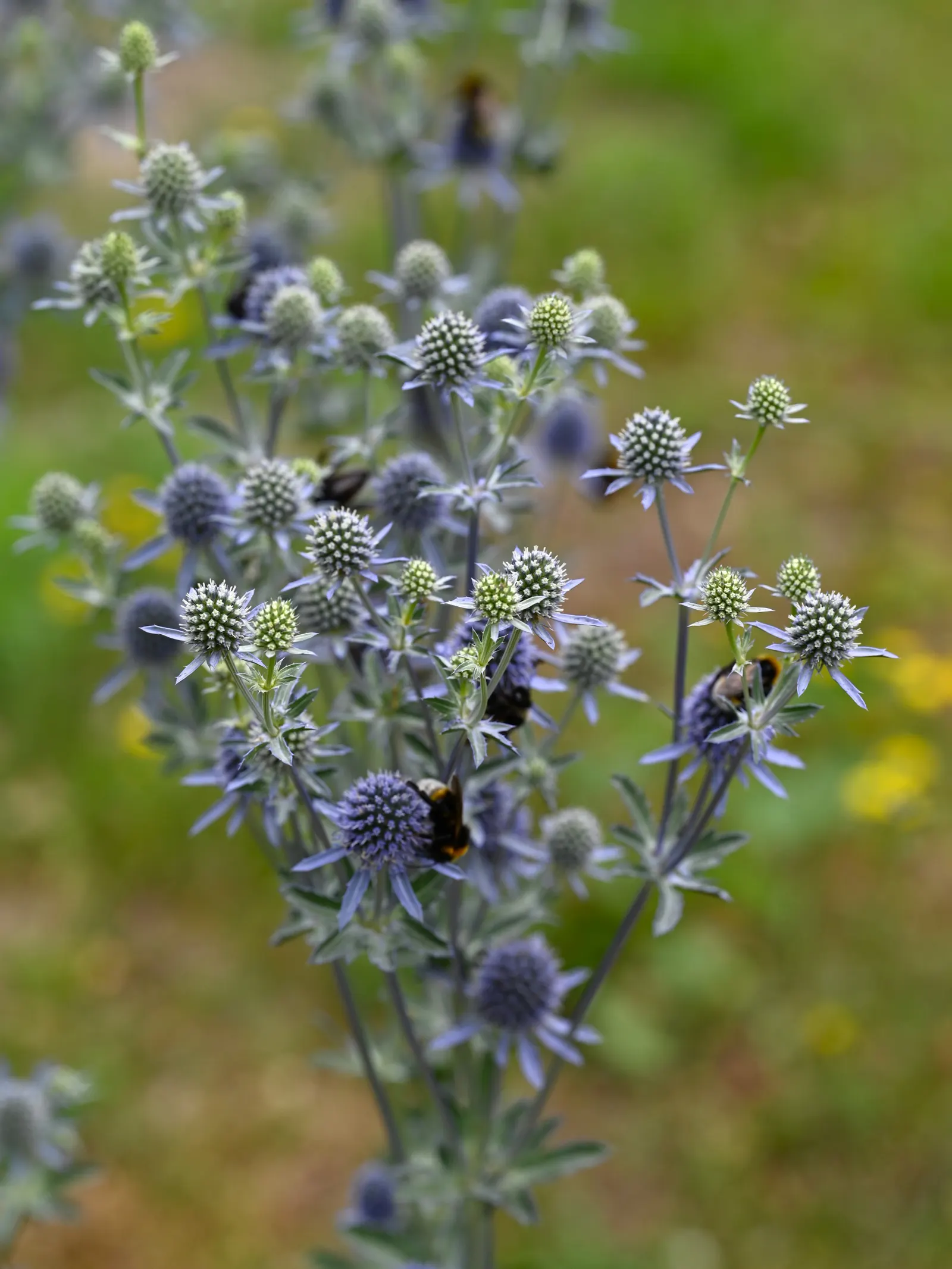 Blue Or False Sea Holly (Eryngium Planum) — perennial with blue blooms; making it a suitable candidate for xeriscaping