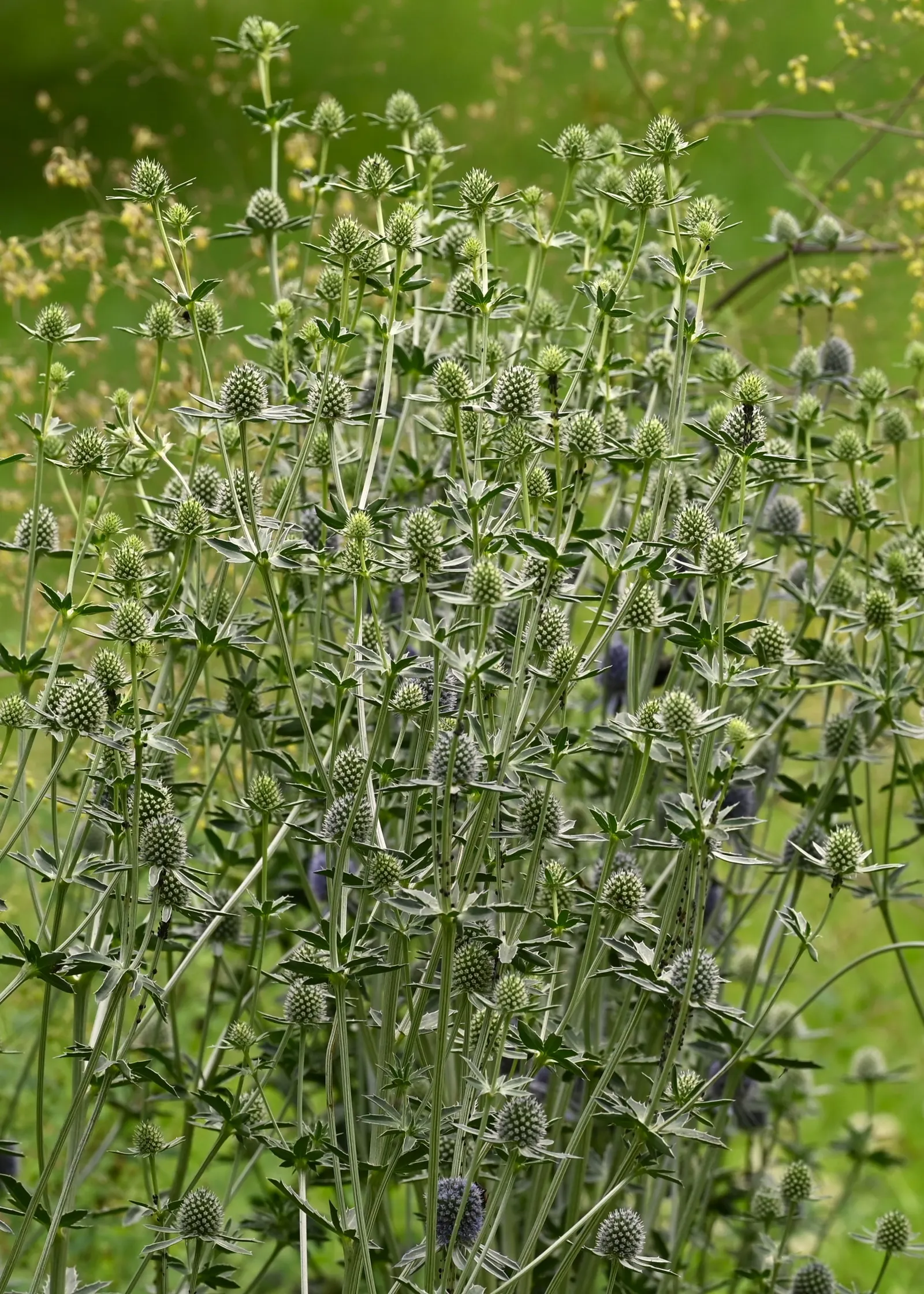 Blue Or False Sea Holly (Eryngium Planum) — thriving in USDA Hardiness Zones 5 to 9; ideal for zones 4-9, it reaches 2 to 3 feet in height and spans 1 to 1.5