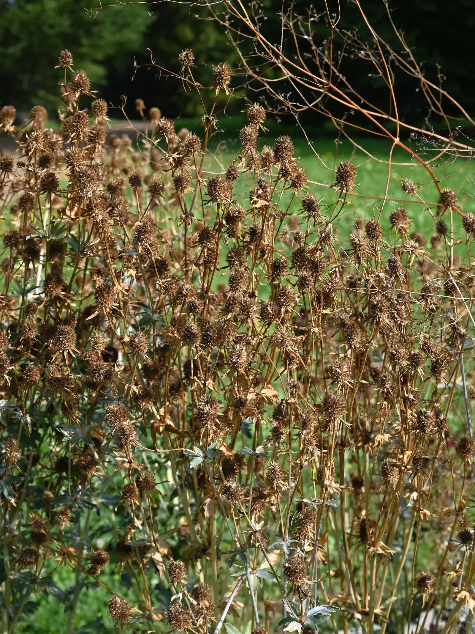 Blue Or False Sea Holly (Eryngium Planum) — perennial for full