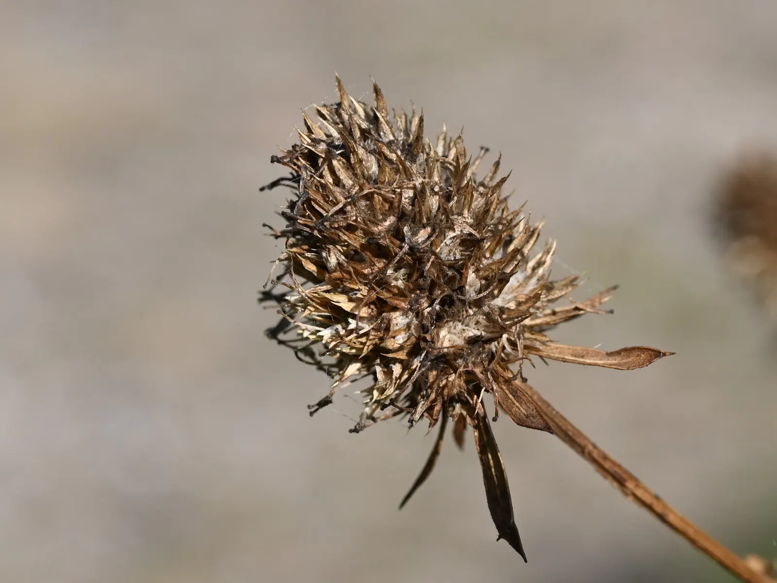 Blue Or False Sea Holly (Eryngium Planum) — This drought-tolerant plant thrives in full sun and well-drained soil; including bees and butterflies