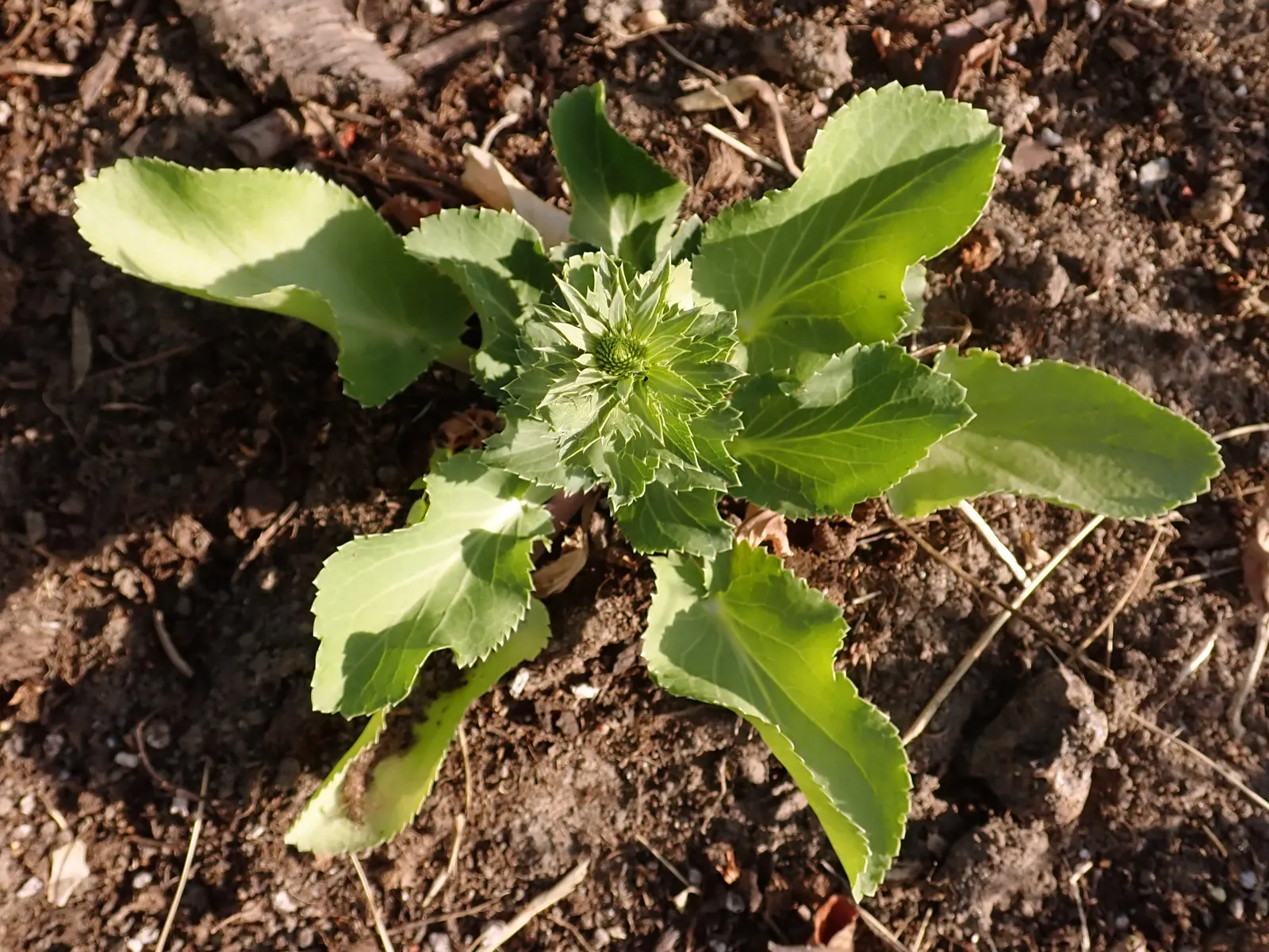 Blue Or False Sea Holly (Eryngium Planum) — which are surrounded by spiky; while its spiny foliage deters deer, image 58
