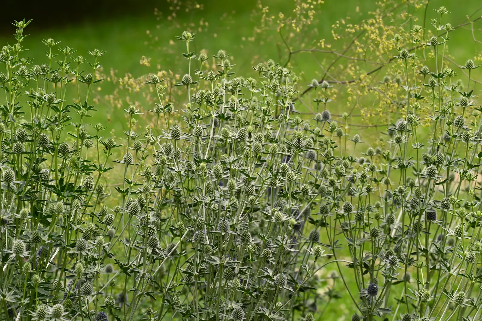 Blue Or False Sea Holly (Eryngium Planum) — producing thistle-like blooms from mid to late summer; eryngium planum, commonly known as Blue Sea Holly, is a