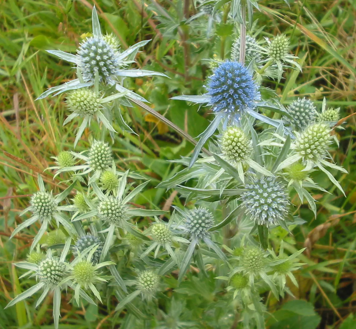 Blue Or False Sea Holly (Eryngium Planum) — Eryngium planum offers architectural interest and a metallic shimmer