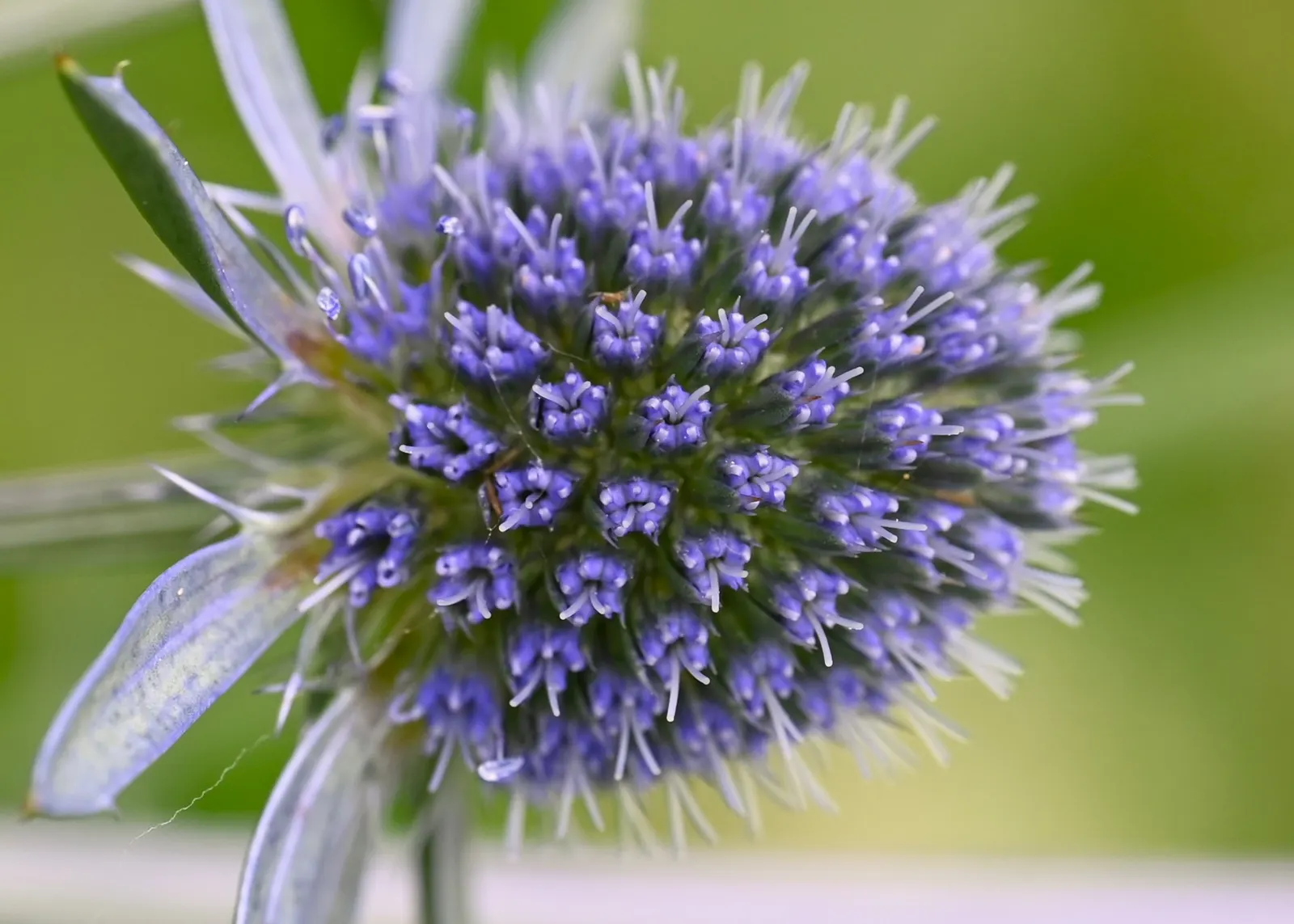 Blue Or False Sea Holly (Eryngium Planum) — blue flowers in the garden