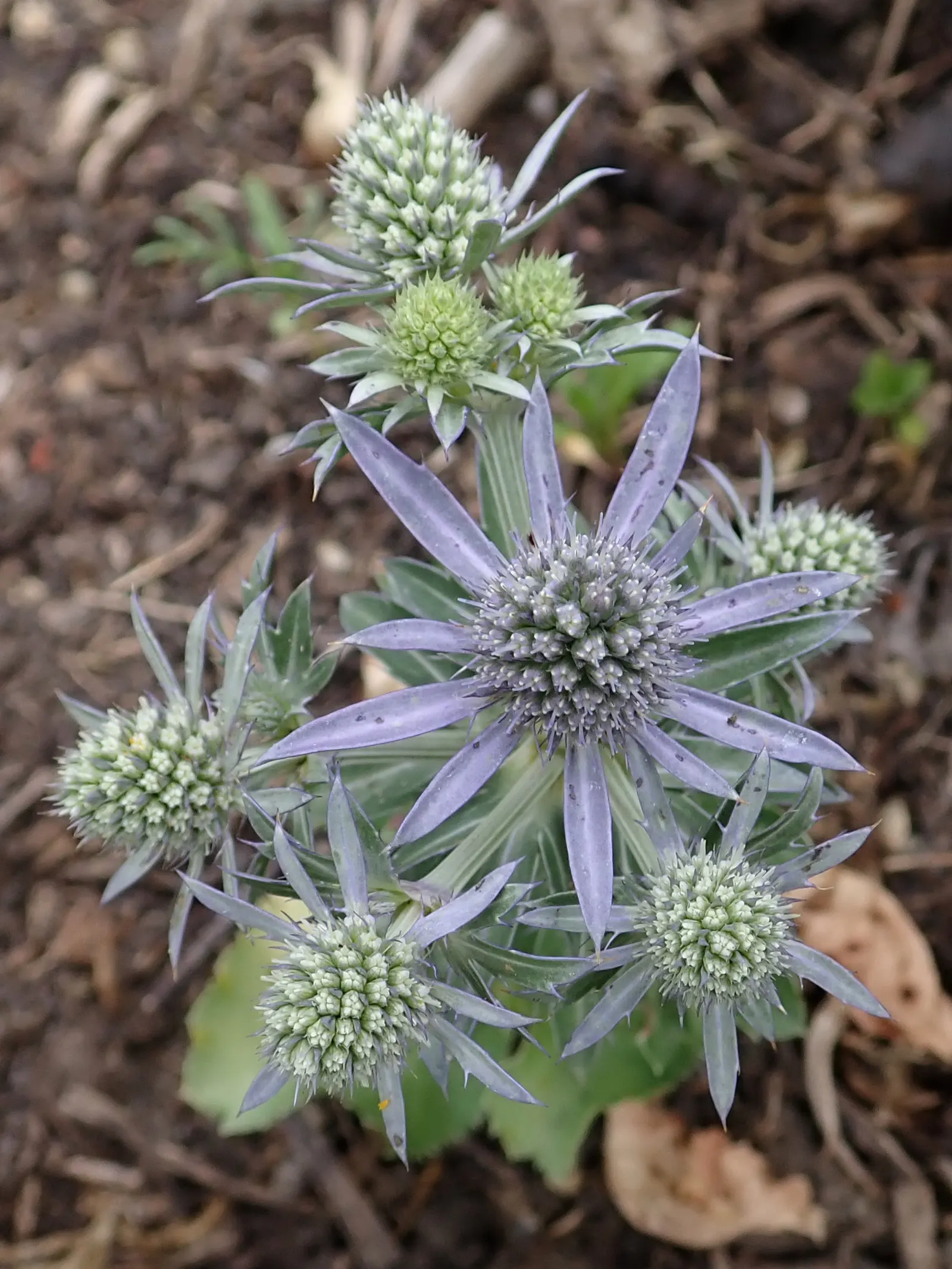 Blue Or False Sea Holly (Eryngium Planum) — This hardy plant is characterized by its thistle-like; its texture and color add distinct contrast to, image 56