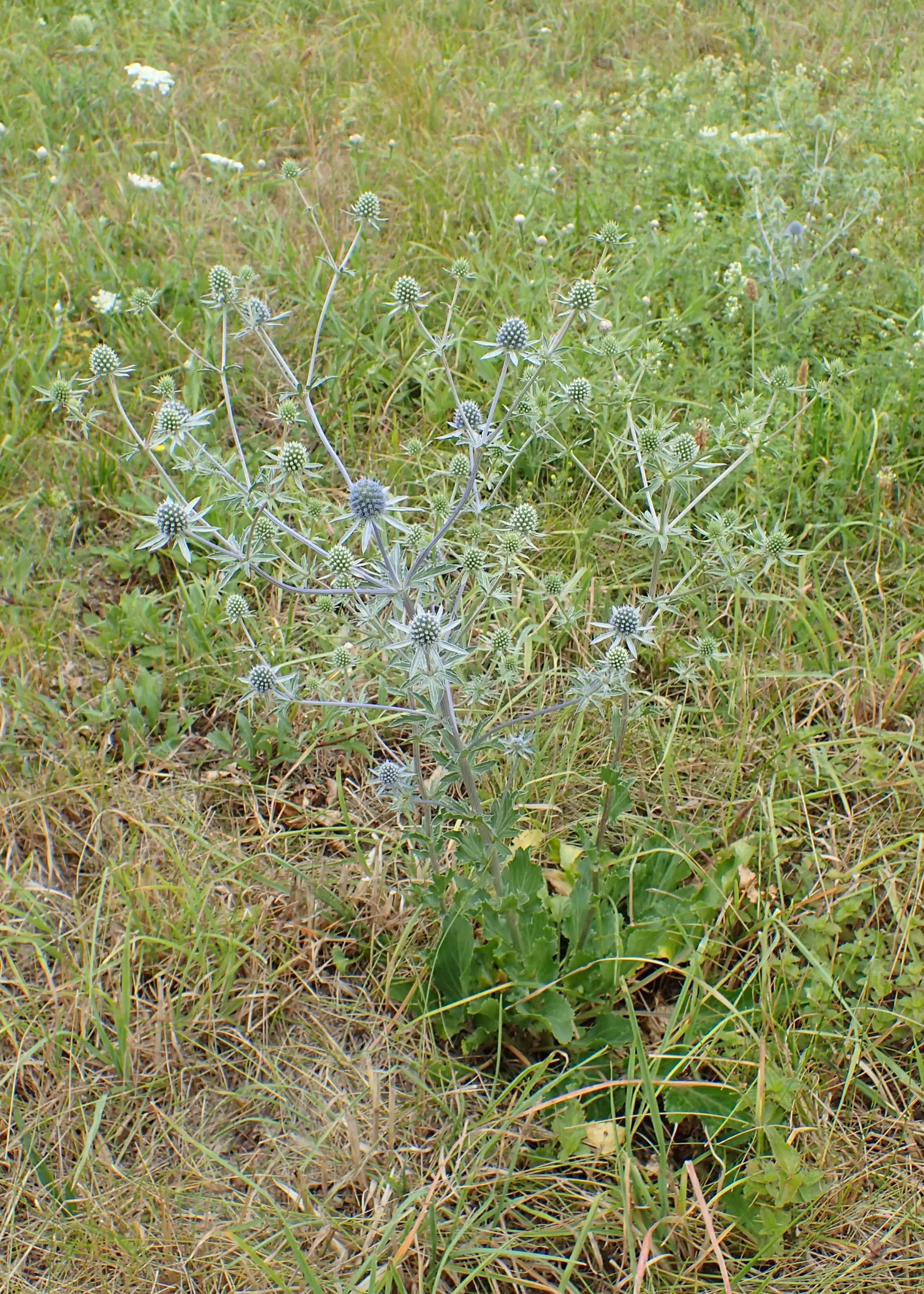 Blue Or False Sea Holly (Eryngium Planum) — perennial with blue blooms