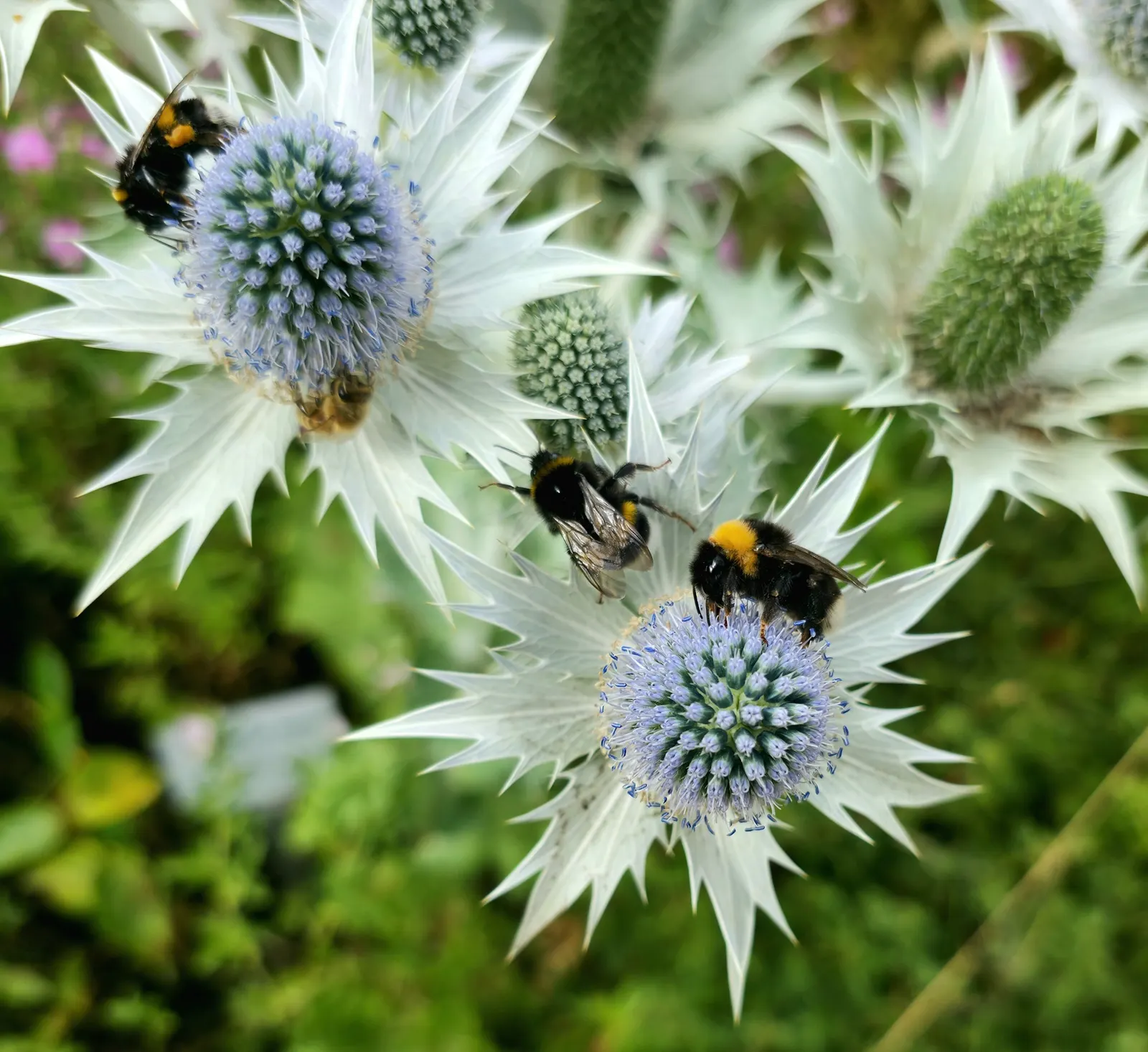 Blue Or False Sea Holly (Eryngium Planum) — Ideal for zones 4-9, it reaches 2 to 3 feet in height and spans 1 to 1.5 feet wide; thriving in USDA, image 50