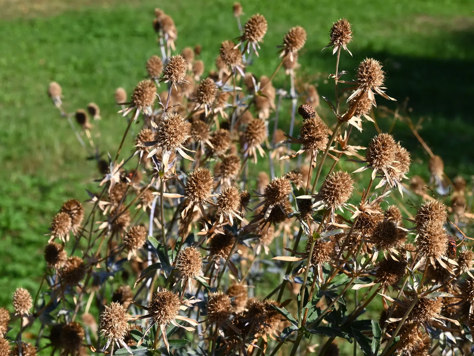Blue Or False Sea Holly (Eryngium Planum) — which are surrounded by spiky; while its spiny foliage deters deer