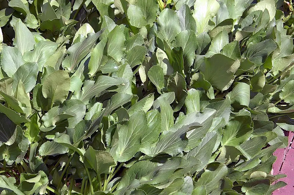 Blue Or False Sea Holly (Eryngium Planum) — Eryngium planum, commonly known as Blue Sea Holly, is a striking perennial bearing a unique metallic, image 49