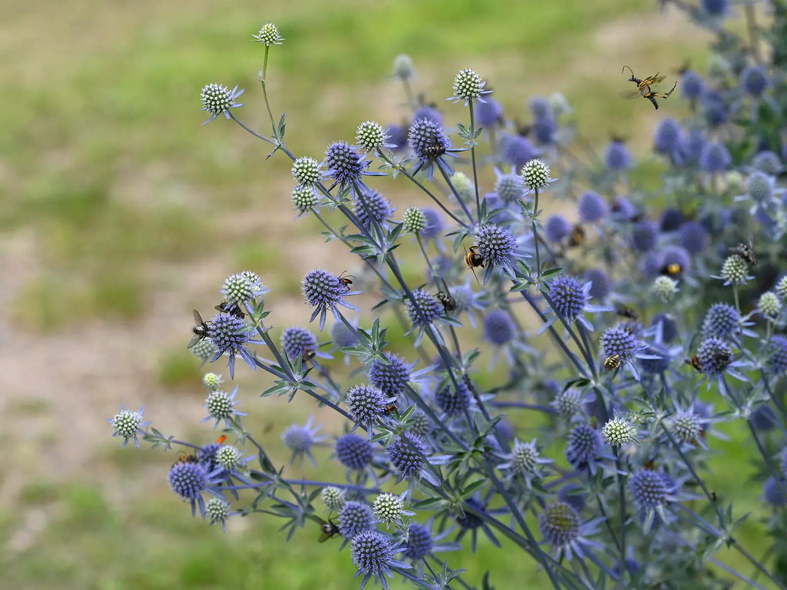 Blue Or False Sea Holly (Eryngium Planum) — This hardy plant is characterized by its thistle-like; its texture and color add distinct contrast to any garden